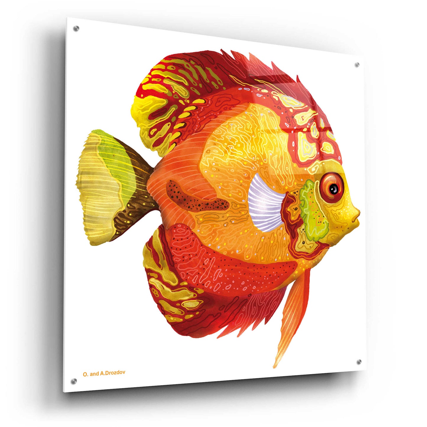 Epic Art 'Fish 3 Red Yellow' by Olga and Alexey Drozdov, Acrylic Glass Wall Art,36x36