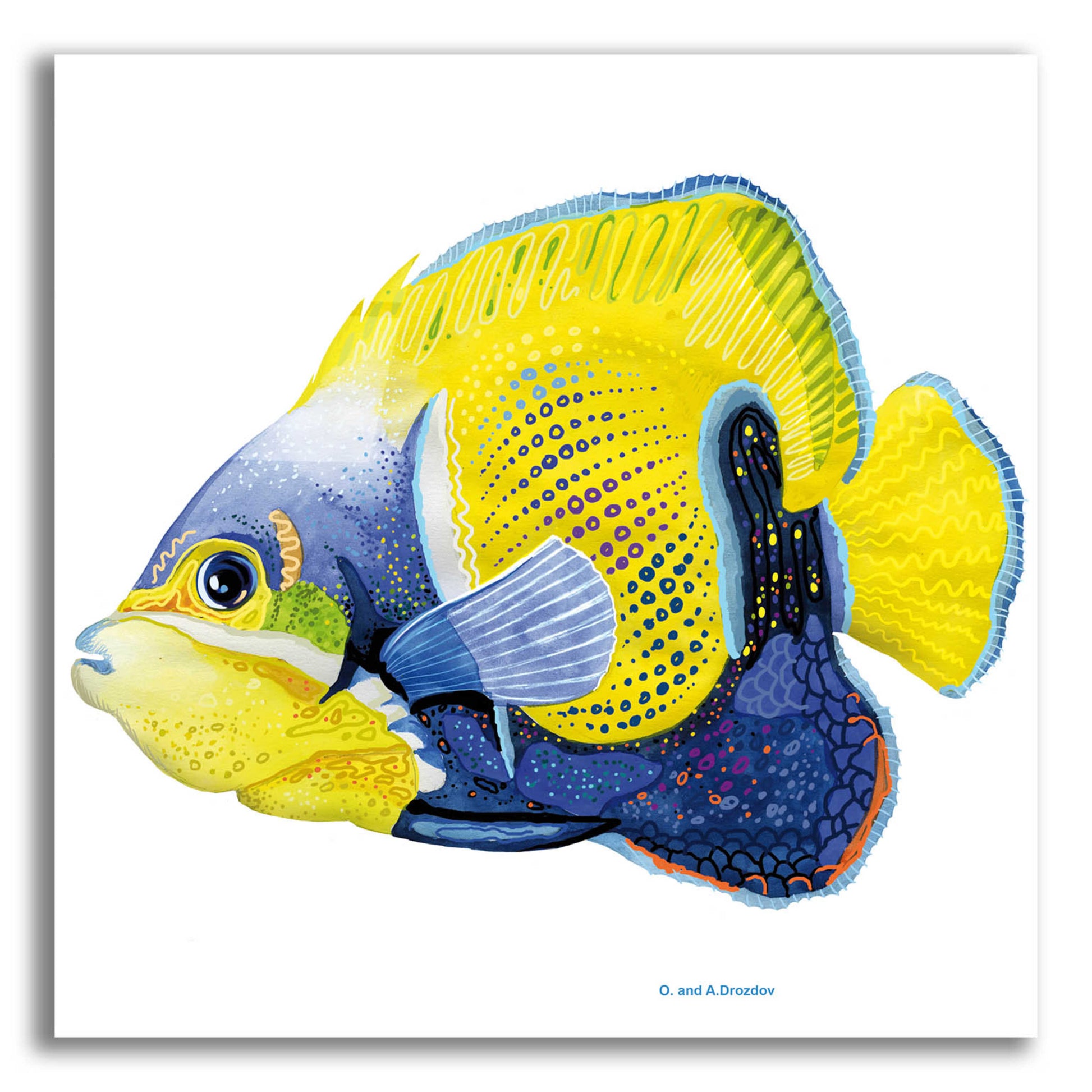 Epic Art 'Fish 3 Blue Yellow' by Olga and Alexey Drozdov, Acrylic Glass Wall Art,12x12