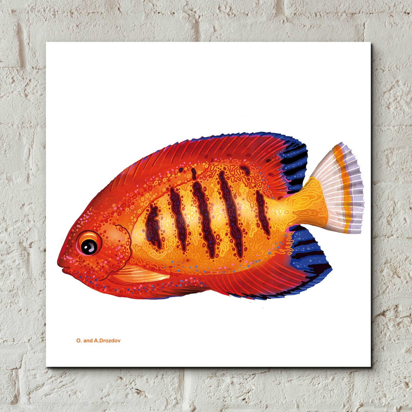 Epic Art 'Fish 2 Red Yellow' by Olga and Alexey Drozdov, Acrylic Glass Wall Art,12x12