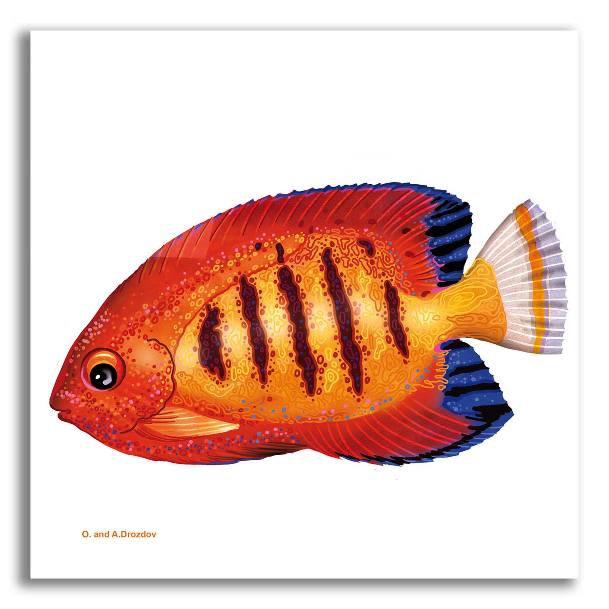 Epic Art 'Fish 2 Red Yellow' by Olga and Alexey Drozdov, Acrylic Glass Wall Art,12x12