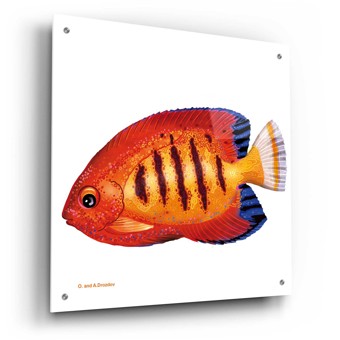 Epic Art 'Fish 2 Red Yellow' by Olga and Alexey Drozdov, Acrylic Glass Wall Art,24x24