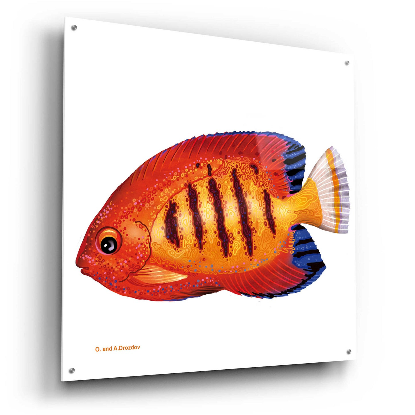 Epic Art 'Fish 2 Red Yellow' by Olga and Alexey Drozdov, Acrylic Glass Wall Art,36x36