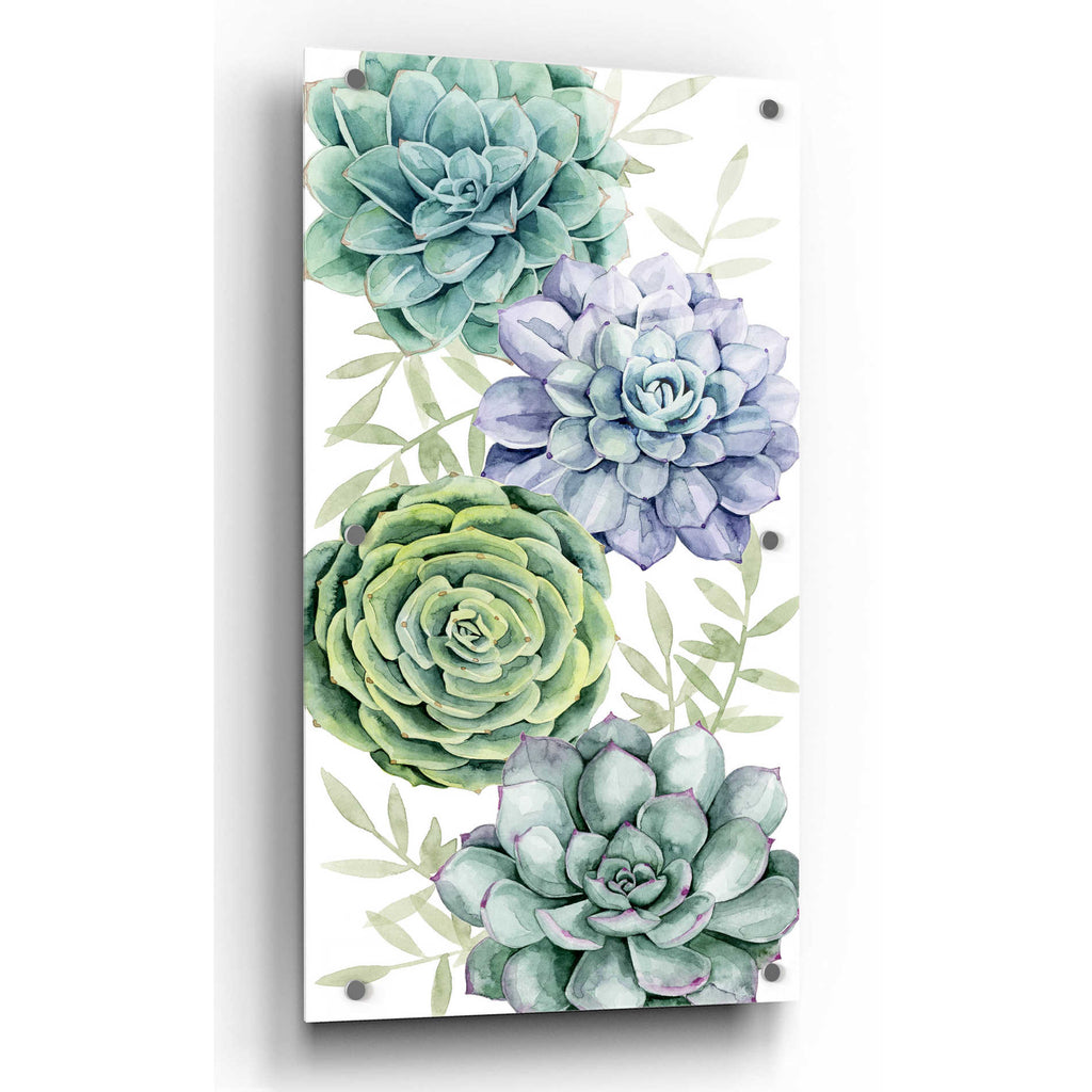 Epic Art 'Succulent Collection B' by Grace Popp, Acrylic Glass Wall Art,2:1