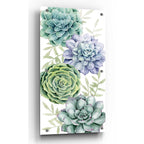 Epic Art 'Succulent Collection B' by Grace Popp, Acrylic Glass Wall Art,2:1