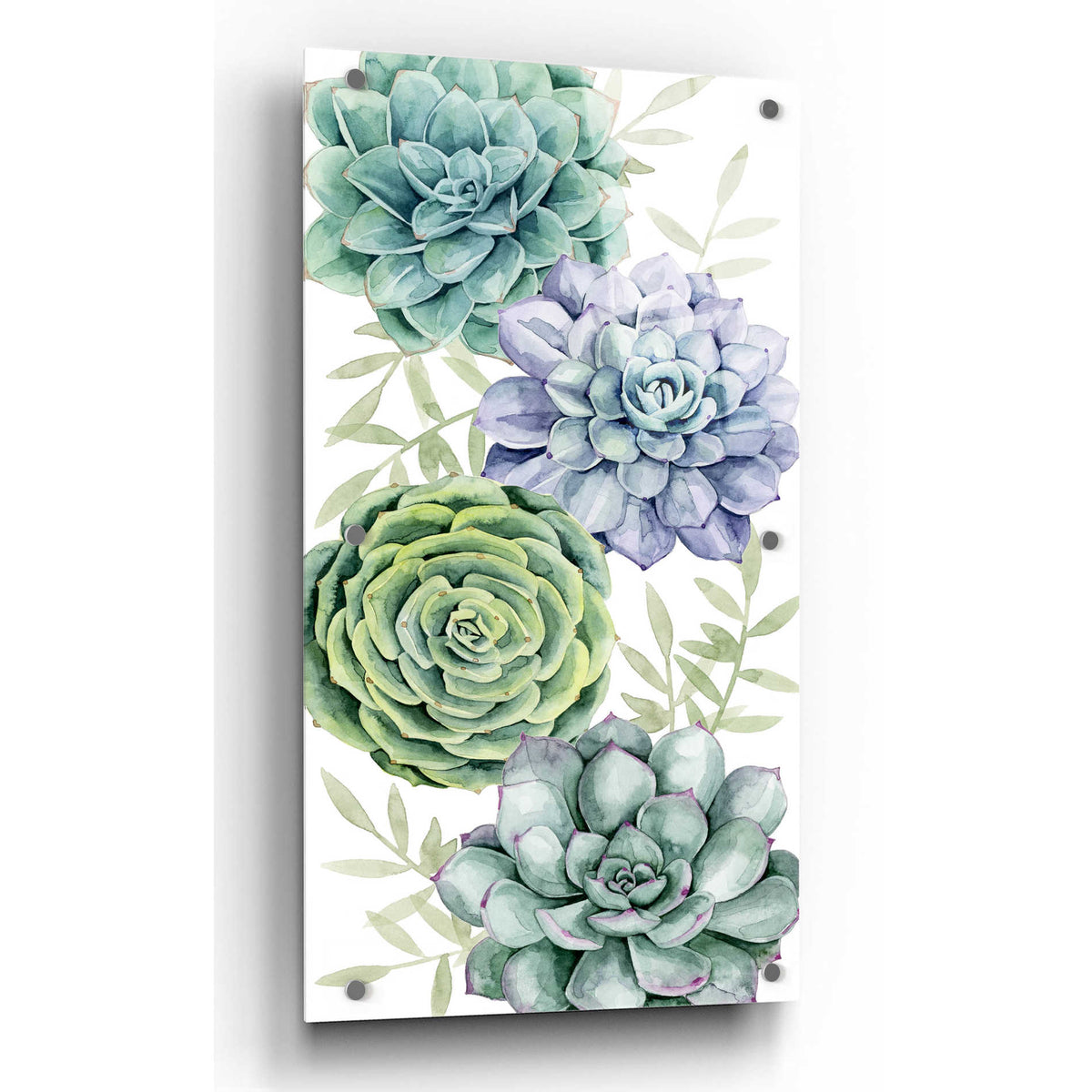 Epic Art 'Succulent Collection B' by Grace Popp, Acrylic Glass Wall Art,2:1