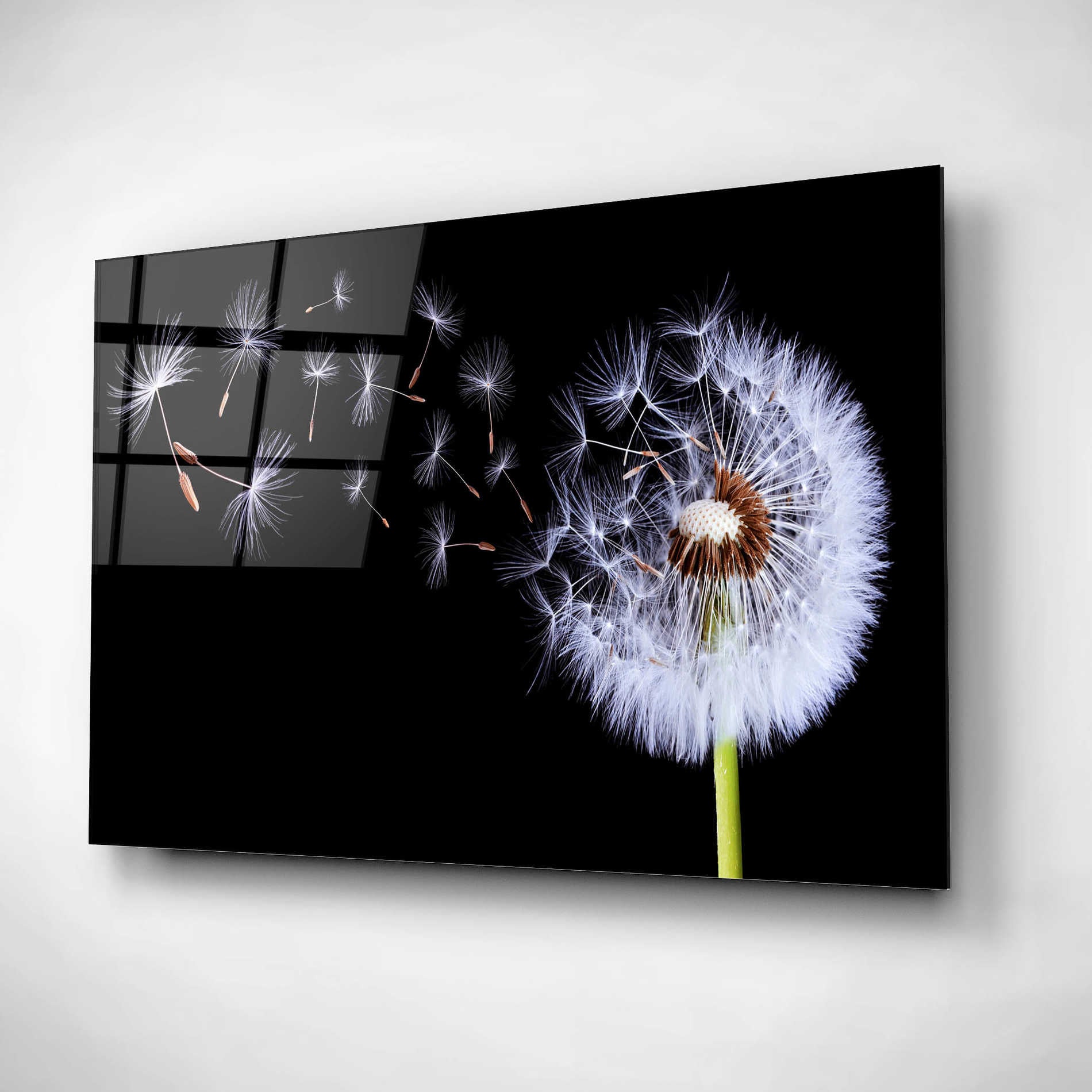 Epic Art 'Dandelion Flying,' Acrylic Glass Wall Art,16x12