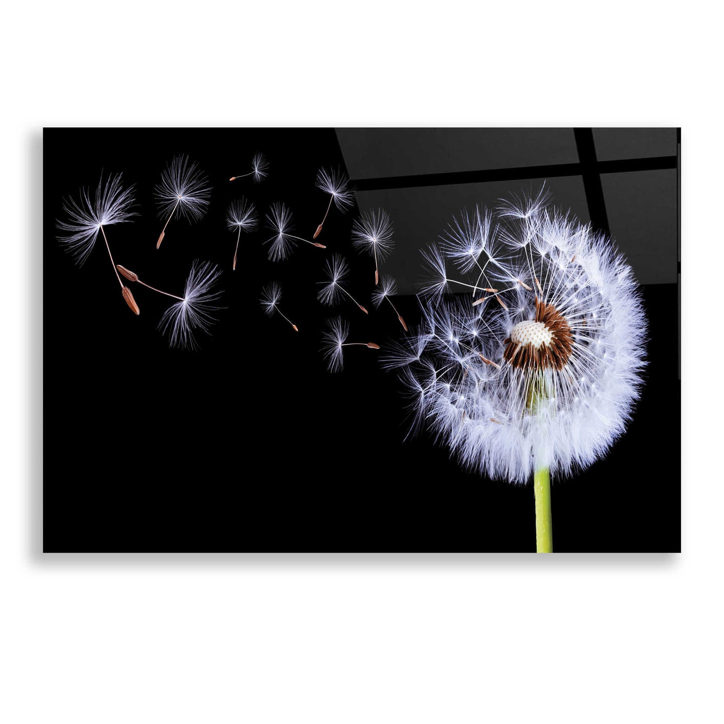 Epic Art 'Dandelion Flying,' Acrylic Glass Wall Art,24x16