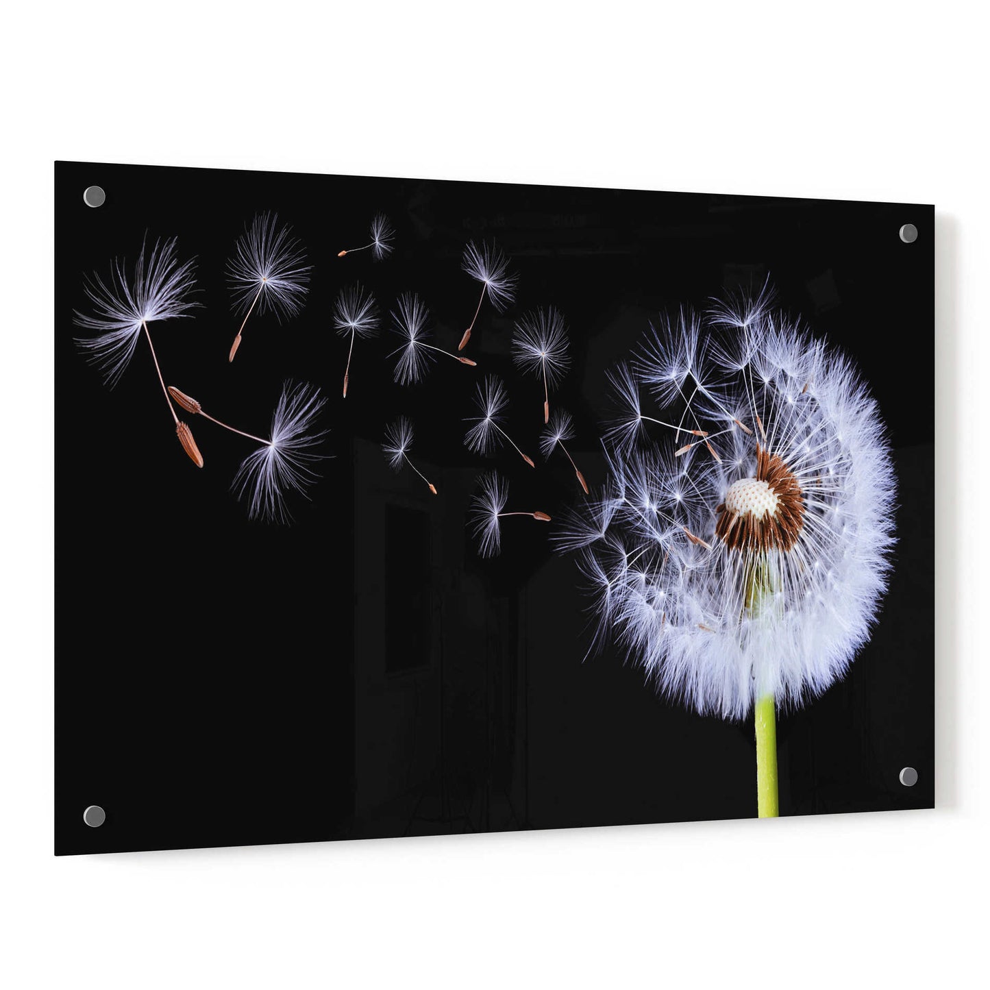 Epic Art 'Dandelion Flying,' Acrylic Glass Wall Art,36x24