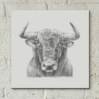 Epic Art 'Black & White Bull' by Ethan Harper, Acrylic Glass Wall Art,12x12