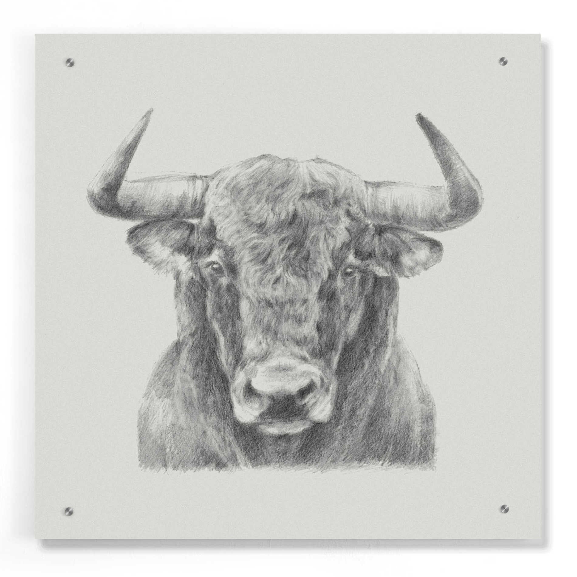 Epic Art 'Black & White Bull' by Ethan Harper, Acrylic Glass Wall Art,24x24