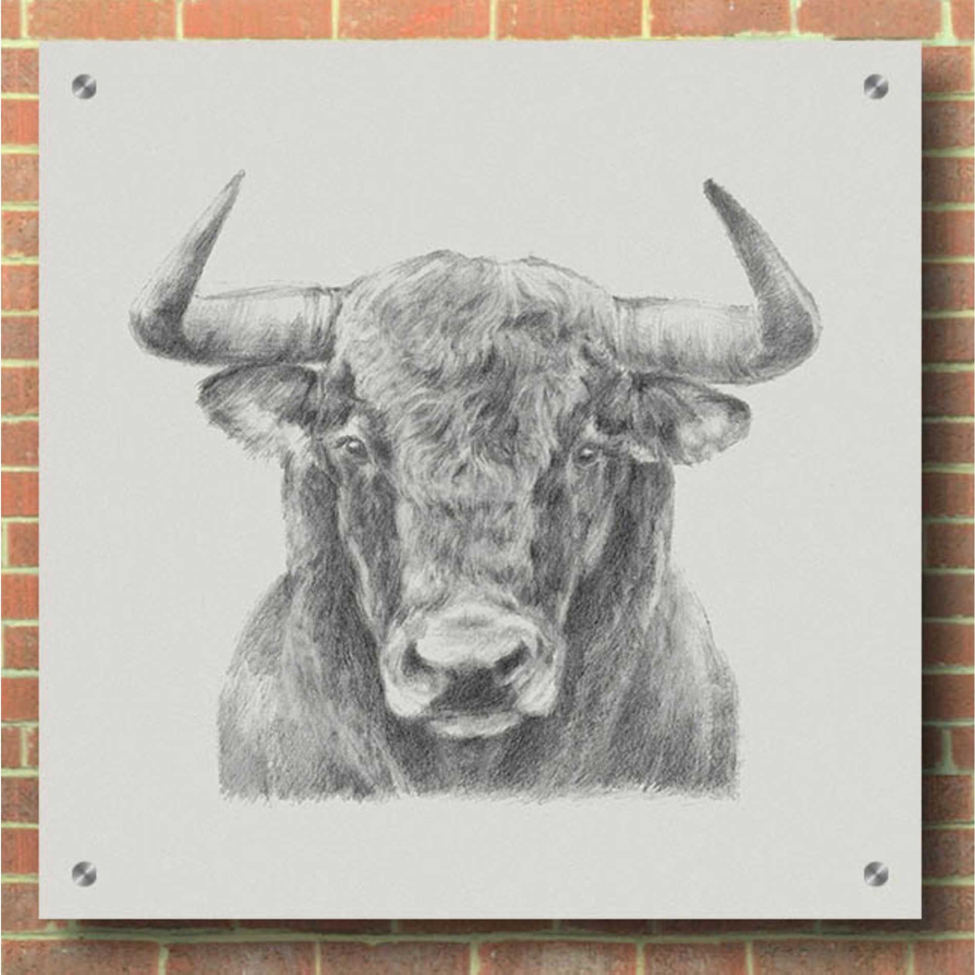 Epic Art 'Black & White Bull' by Ethan Harper, Acrylic Glass Wall Art,36x36