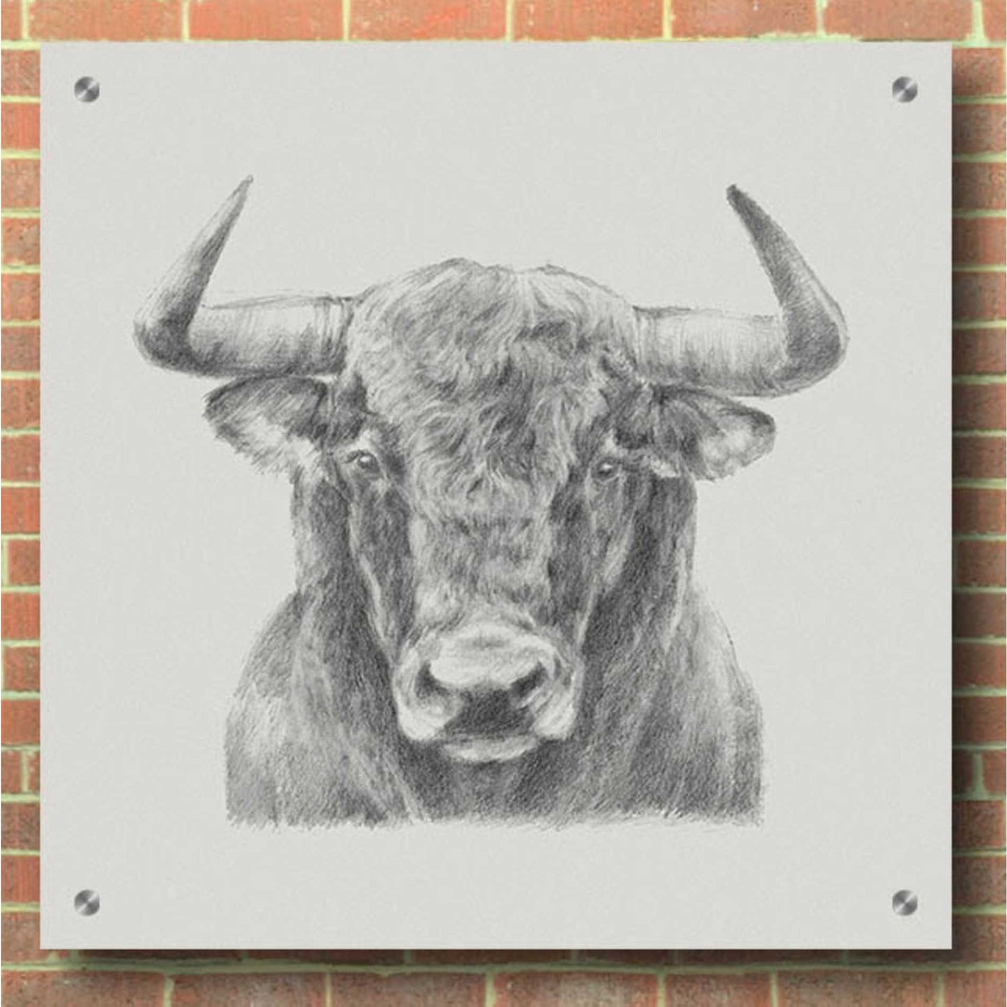 Epic Art 'Black & White Bull' by Ethan Harper, Acrylic Glass Wall Art,36x36