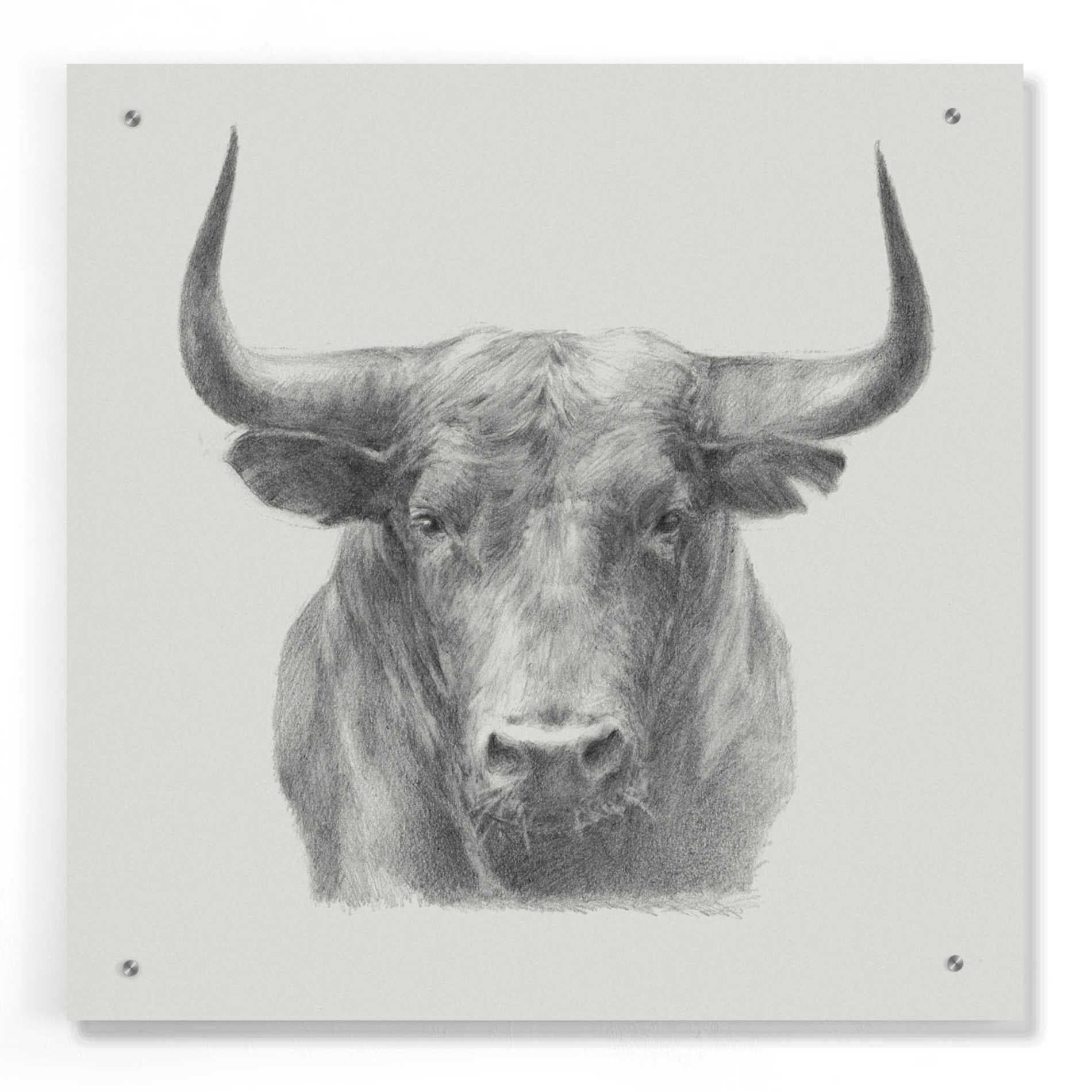 Epic Art 'Black Bull' by Ethan Harper, Acrylic Glass Wall Art,24x24