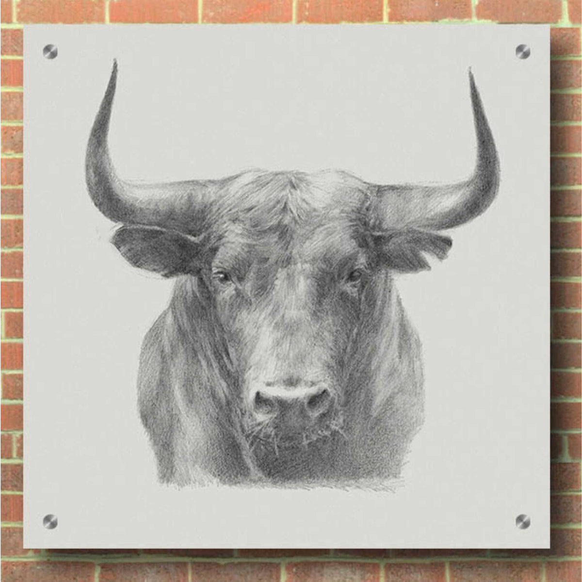 Epic Art 'Black Bull' by Ethan Harper, Acrylic Glass Wall Art,36x36