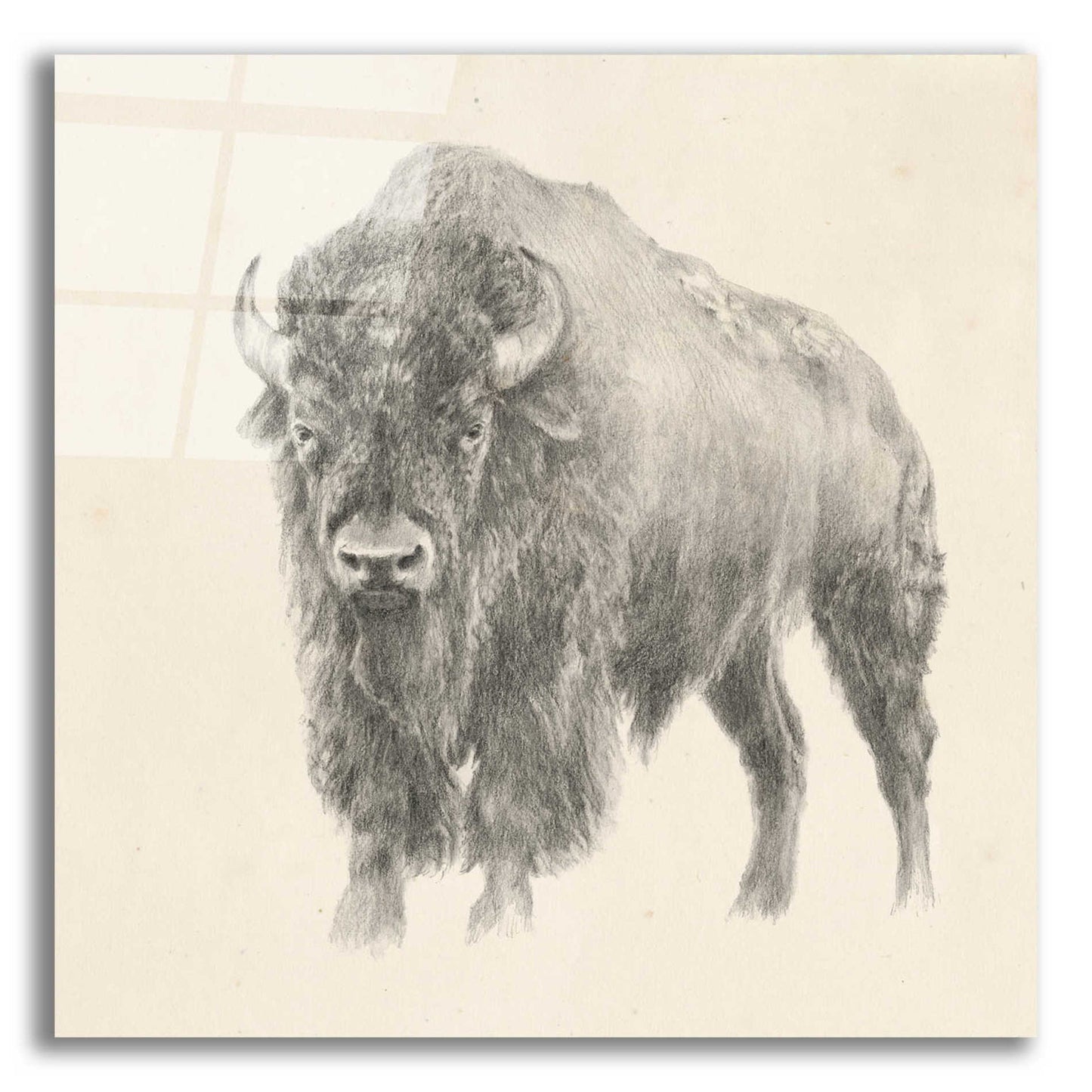 Epic Art 'Western Bison Study' by Ethan Harper, Acrylic Glass Wall Art,12x12