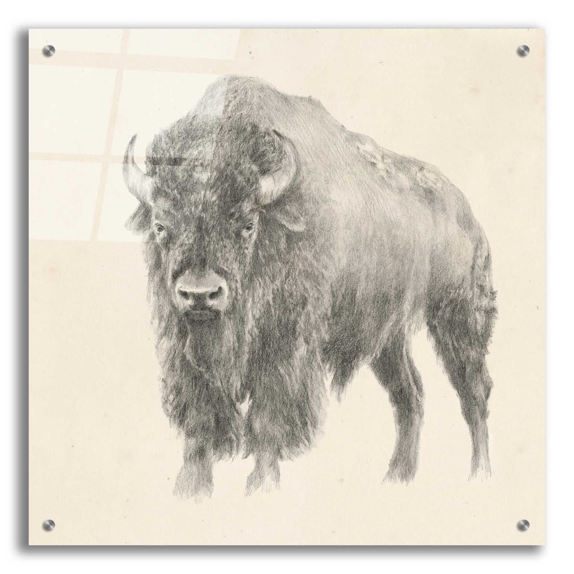 Epic Art 'Western Bison Study' by Ethan Harper, Acrylic Glass Wall Art,24x24