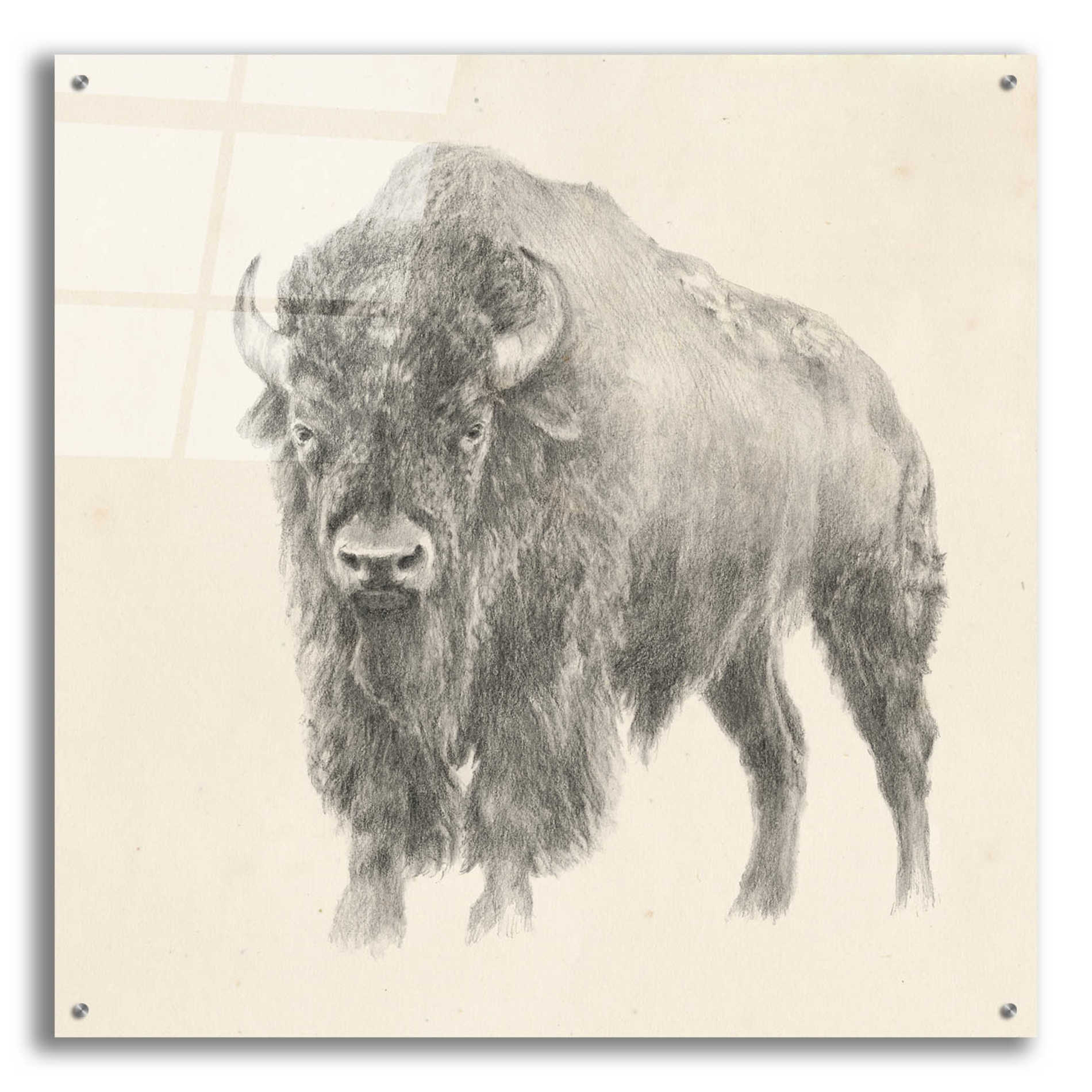 Epic Art 'Western Bison Study' by Ethan Harper, Acrylic Glass Wall Art,36x36
