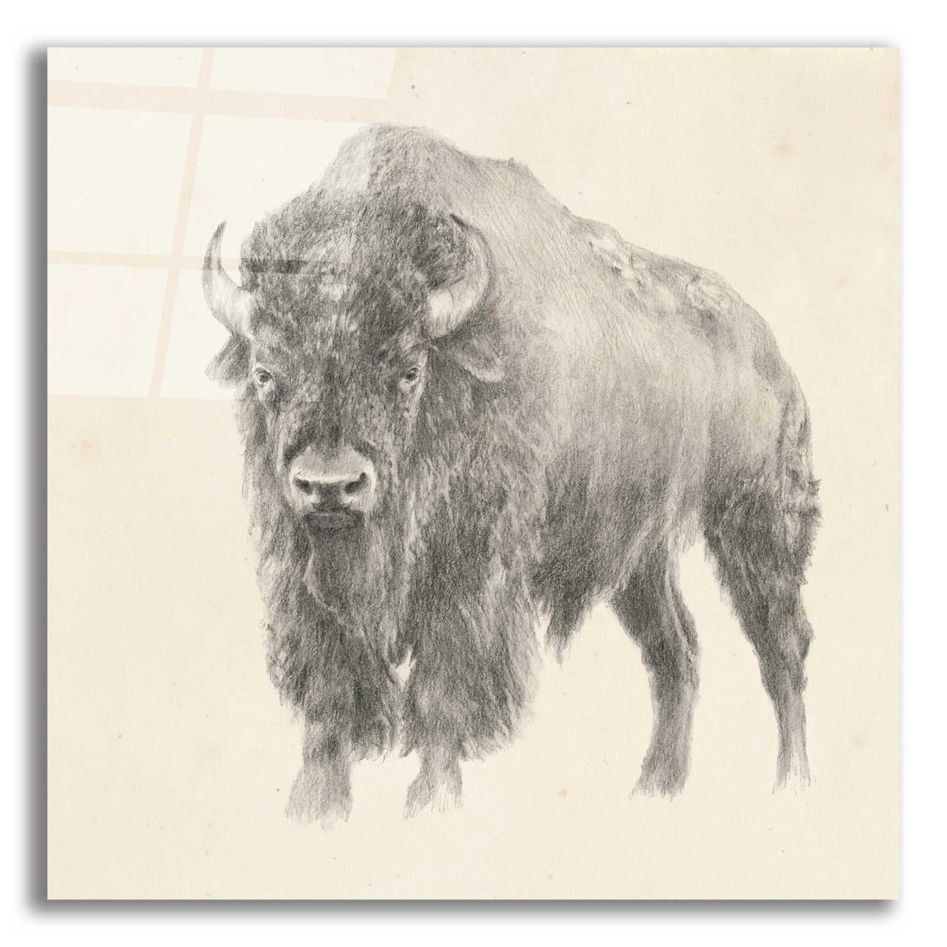 Epic Art 'Western Bison Study' by Ethan Harper, Acrylic Glass Wall Art