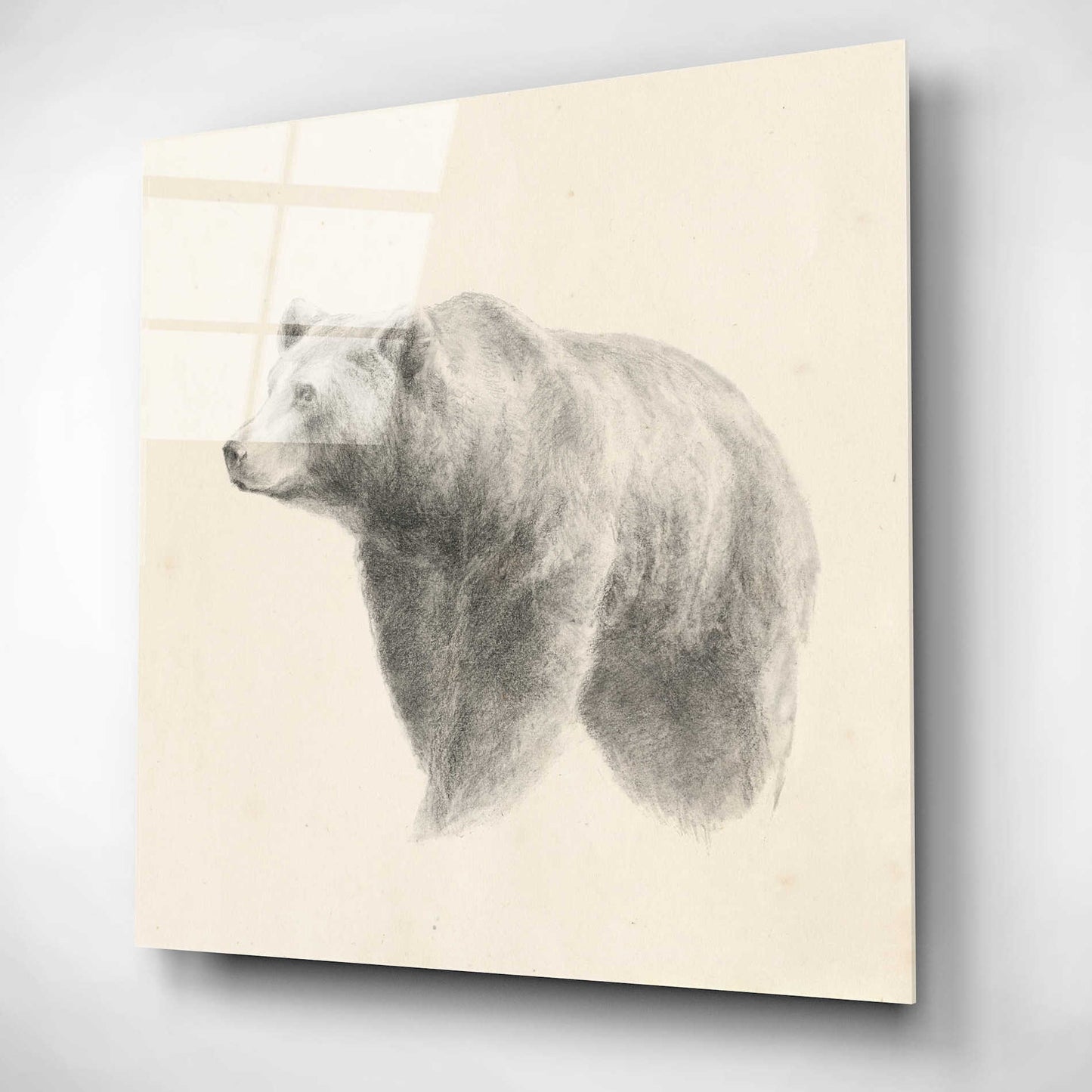 Epic Art 'Western Bear Study' by Ethan Harper, Acrylic Glass Wall Art,12x12