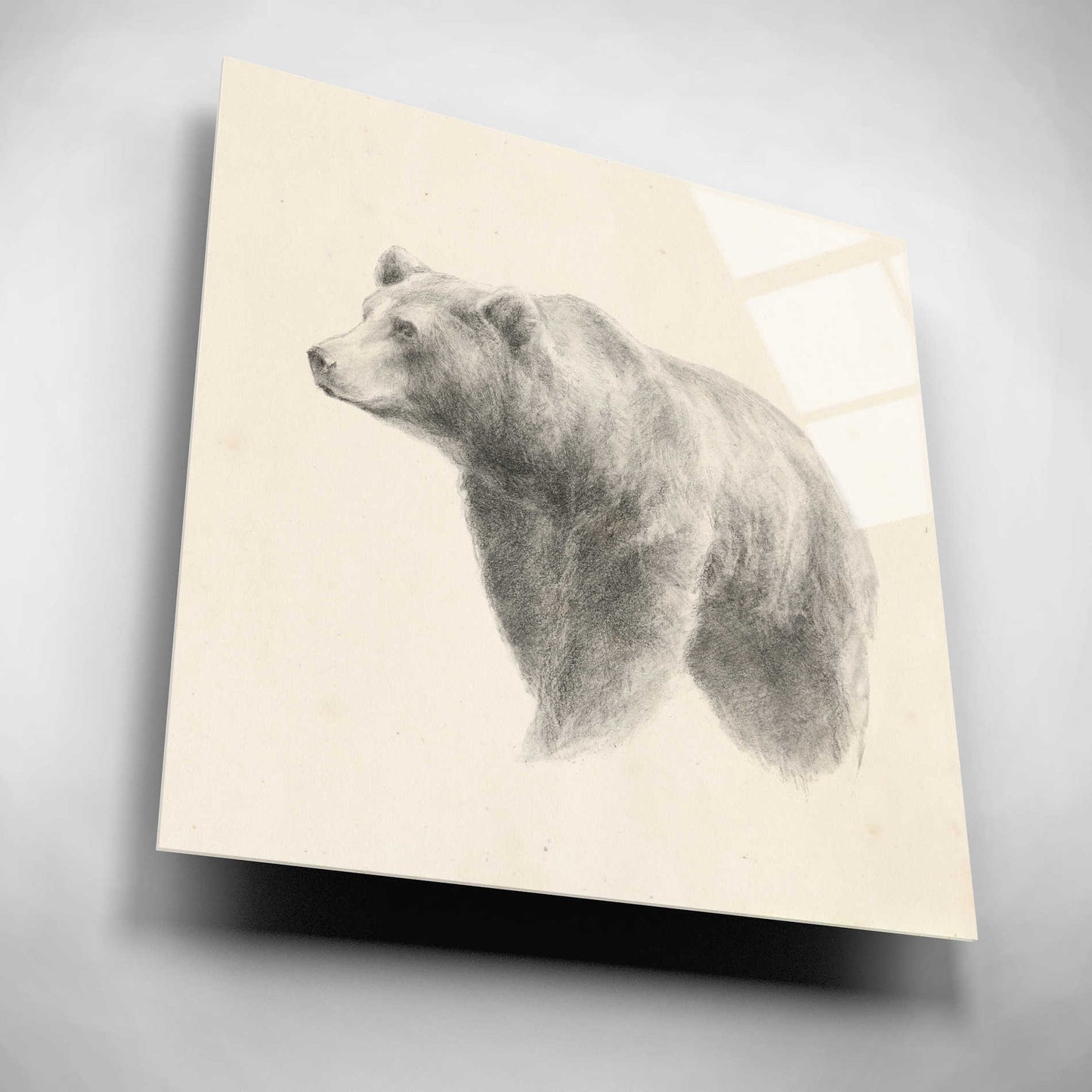 Epic Art 'Western Bear Study' by Ethan Harper, Acrylic Glass Wall Art,12x12