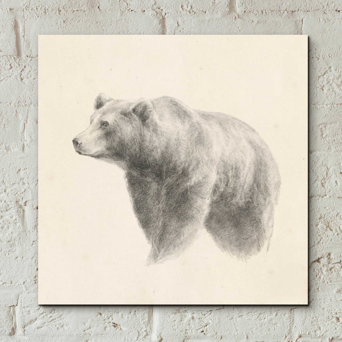 Epic Art 'Western Bear Study' by Ethan Harper, Acrylic Glass Wall Art,12x12