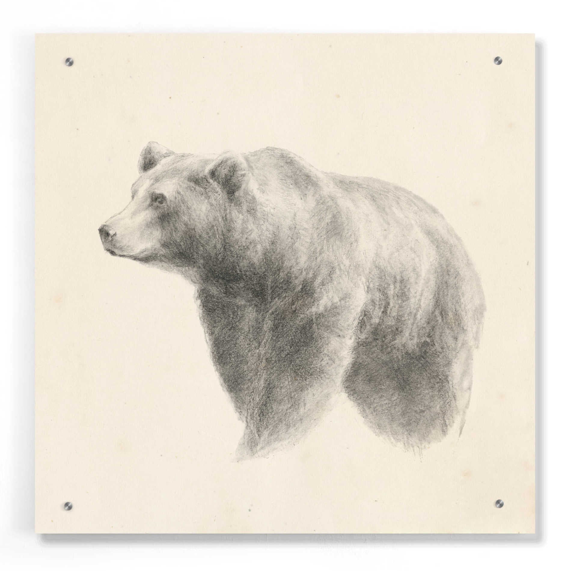 Epic Art 'Western Bear Study' by Ethan Harper, Acrylic Glass Wall Art,24x24