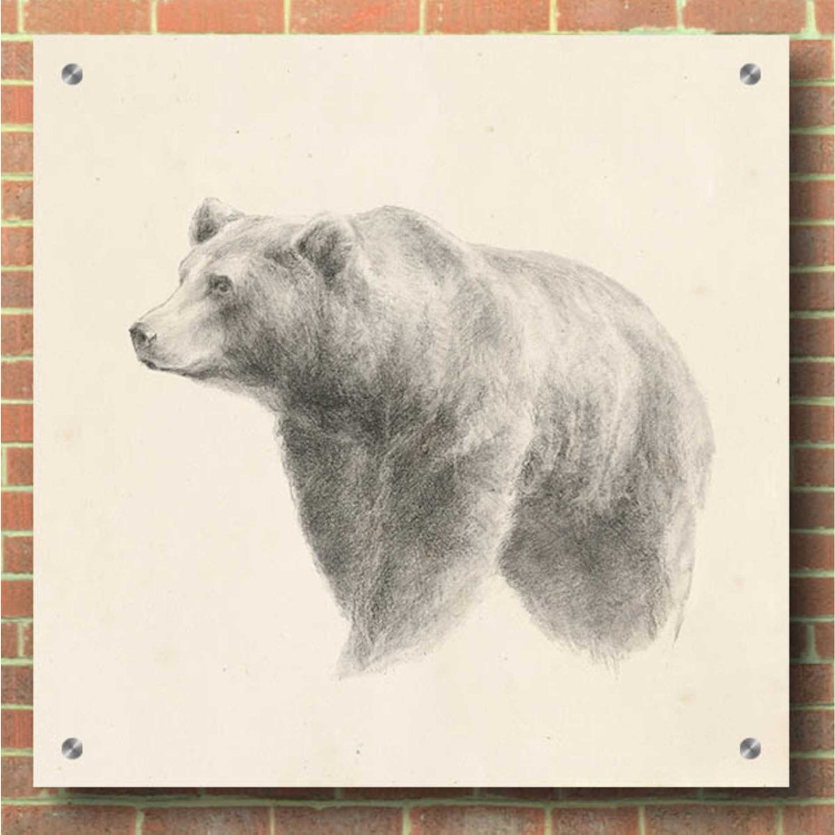 Epic Art 'Western Bear Study' by Ethan Harper, Acrylic Glass Wall Art,36x36