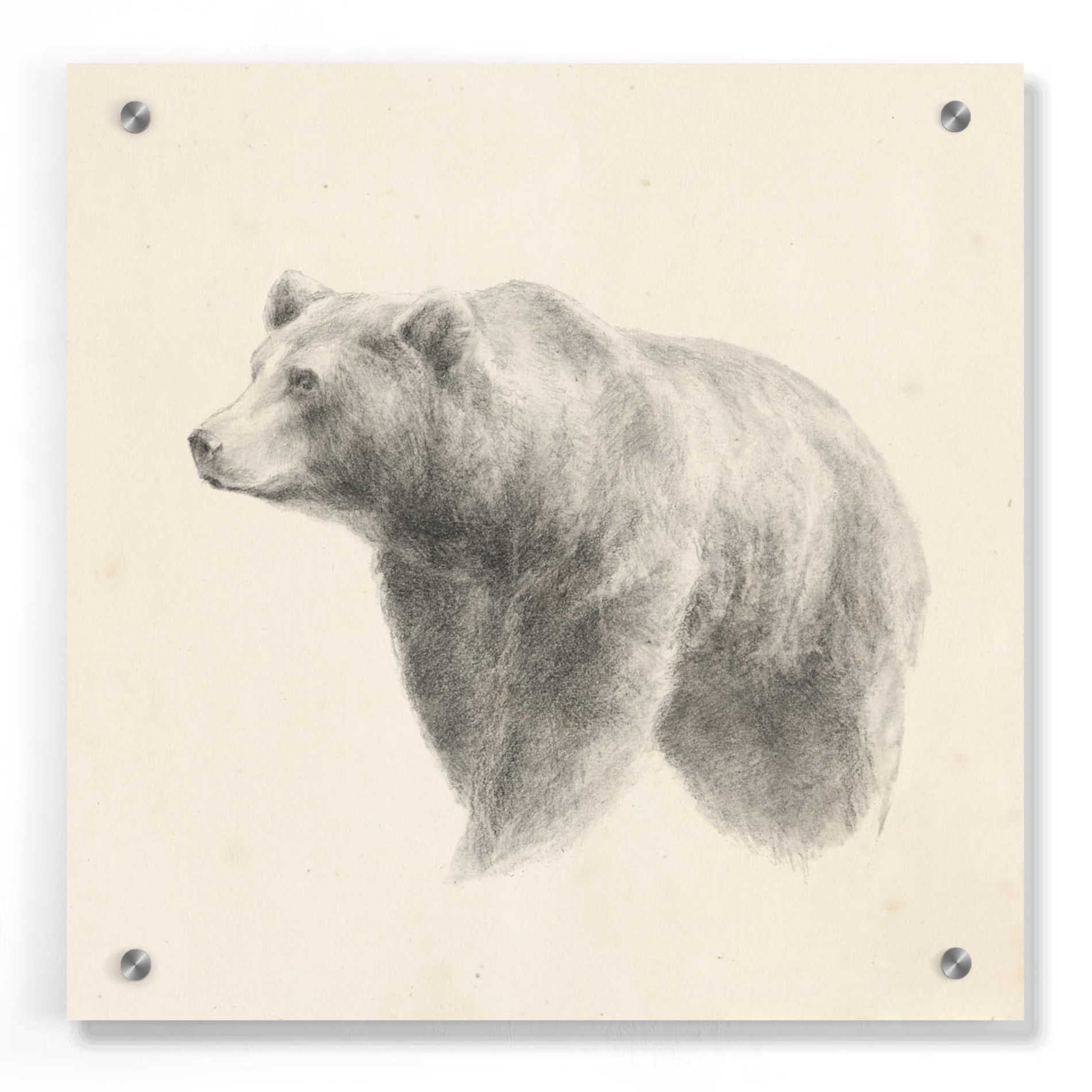 Epic Art 'Western Bear Study' by Ethan Harper, Acrylic Glass Wall Art,36x36