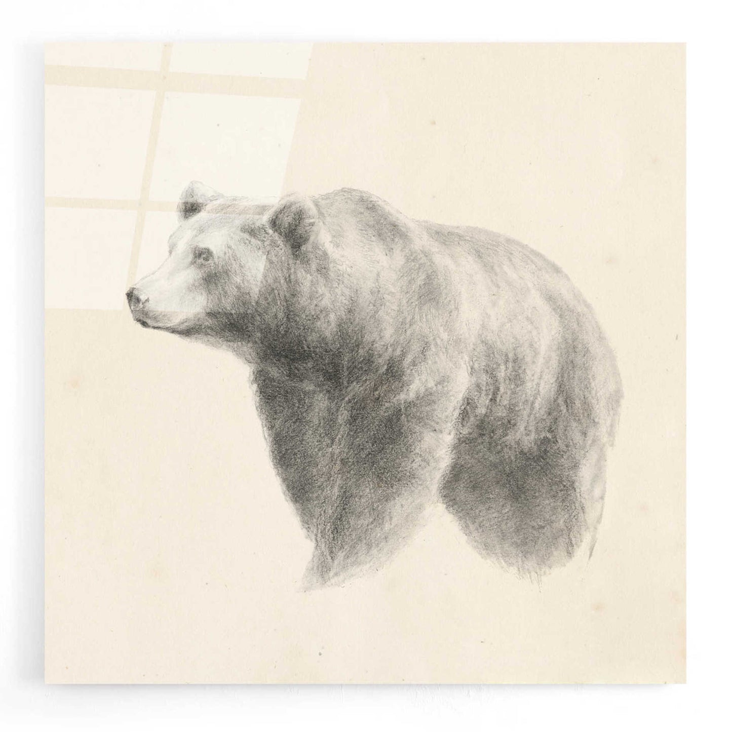 Epic Art 'Western Bear Study' by Ethan Harper, Acrylic Glass Wall Art