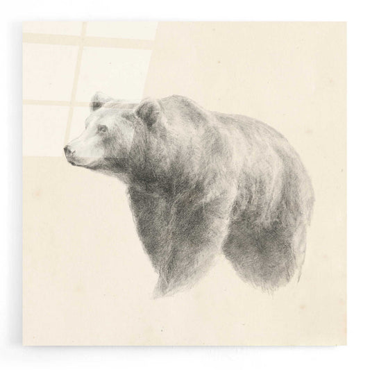 Epic Art 'Western Bear Study' by Ethan Harper, Acrylic Glass Wall Art
