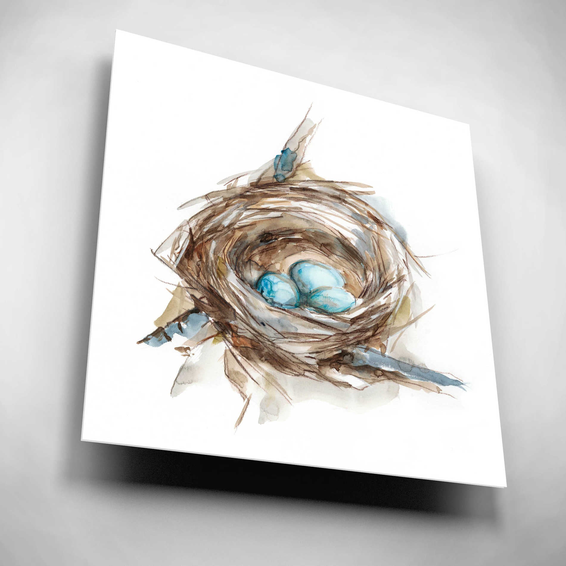 Epic Art 'Bird Nest Study II' by Ethan Harper, Acrylic Glass Wall Art,12x12