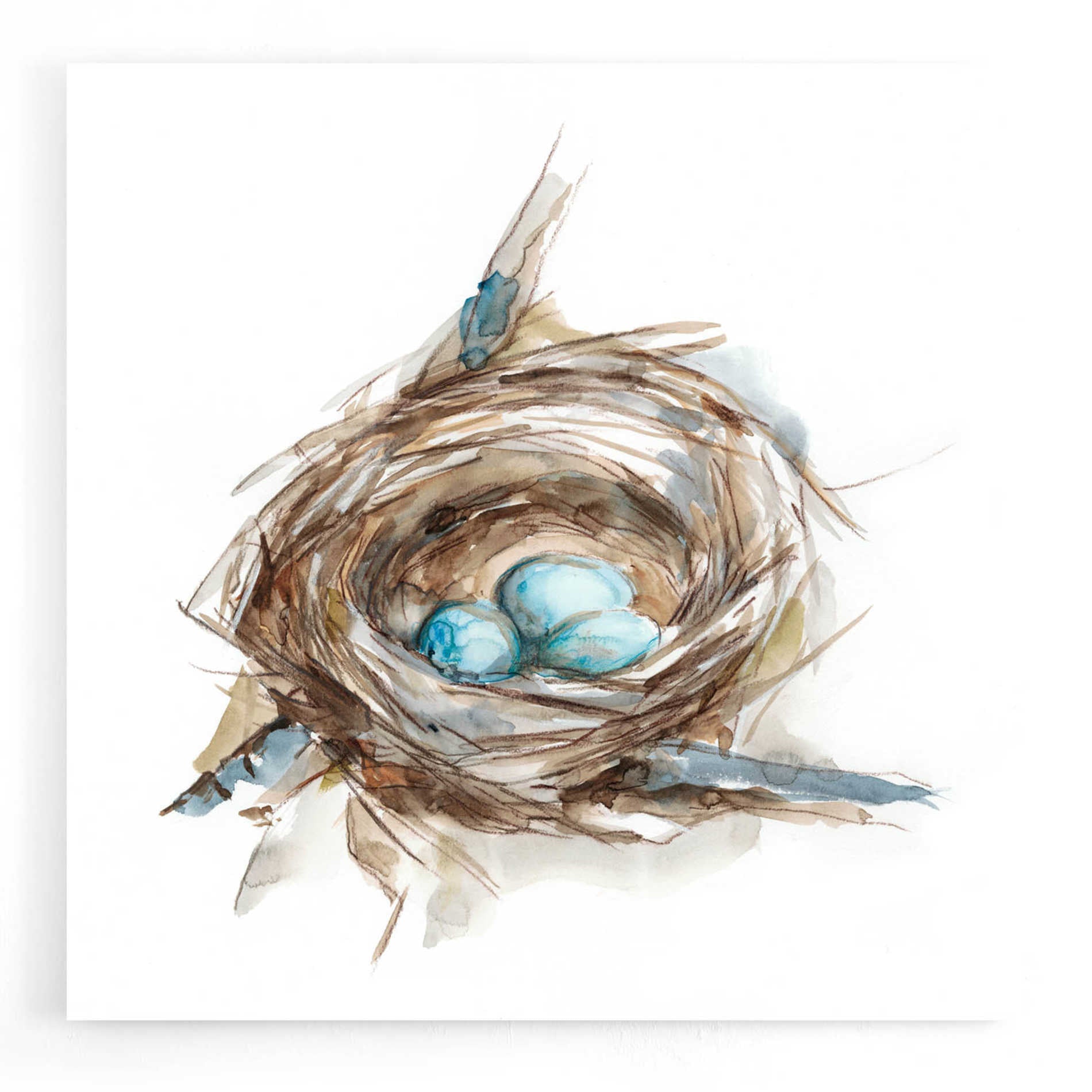 Epic Art 'Bird Nest Study II' by Ethan Harper, Acrylic Glass Wall Art,12x12