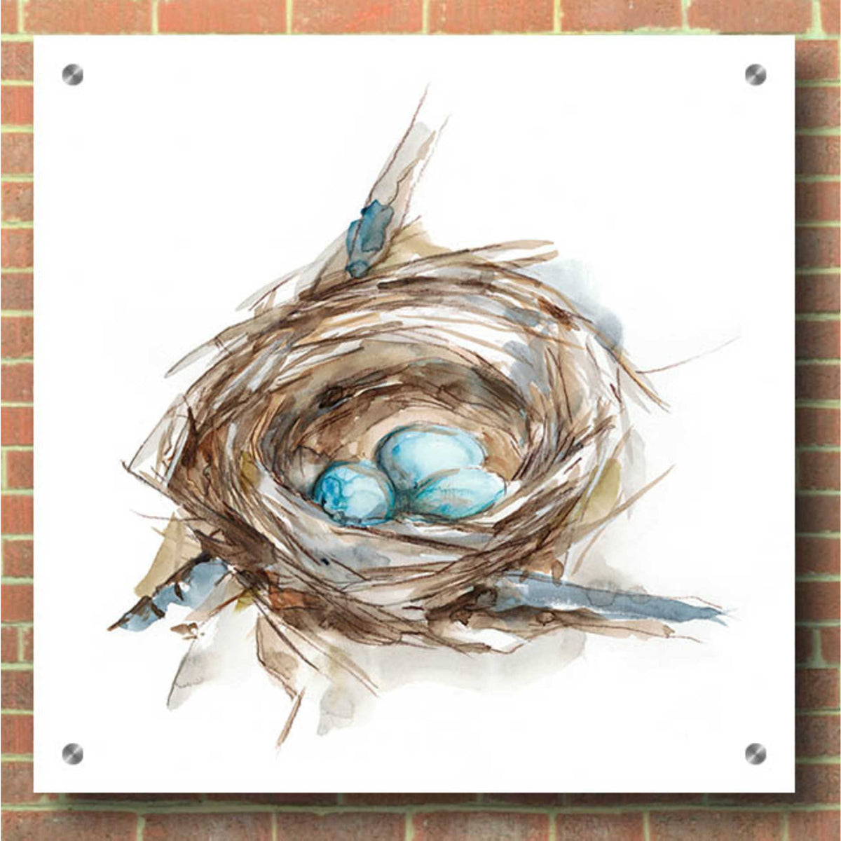 Epic Art 'Bird Nest Study II' by Ethan Harper, Acrylic Glass Wall Art,36x36