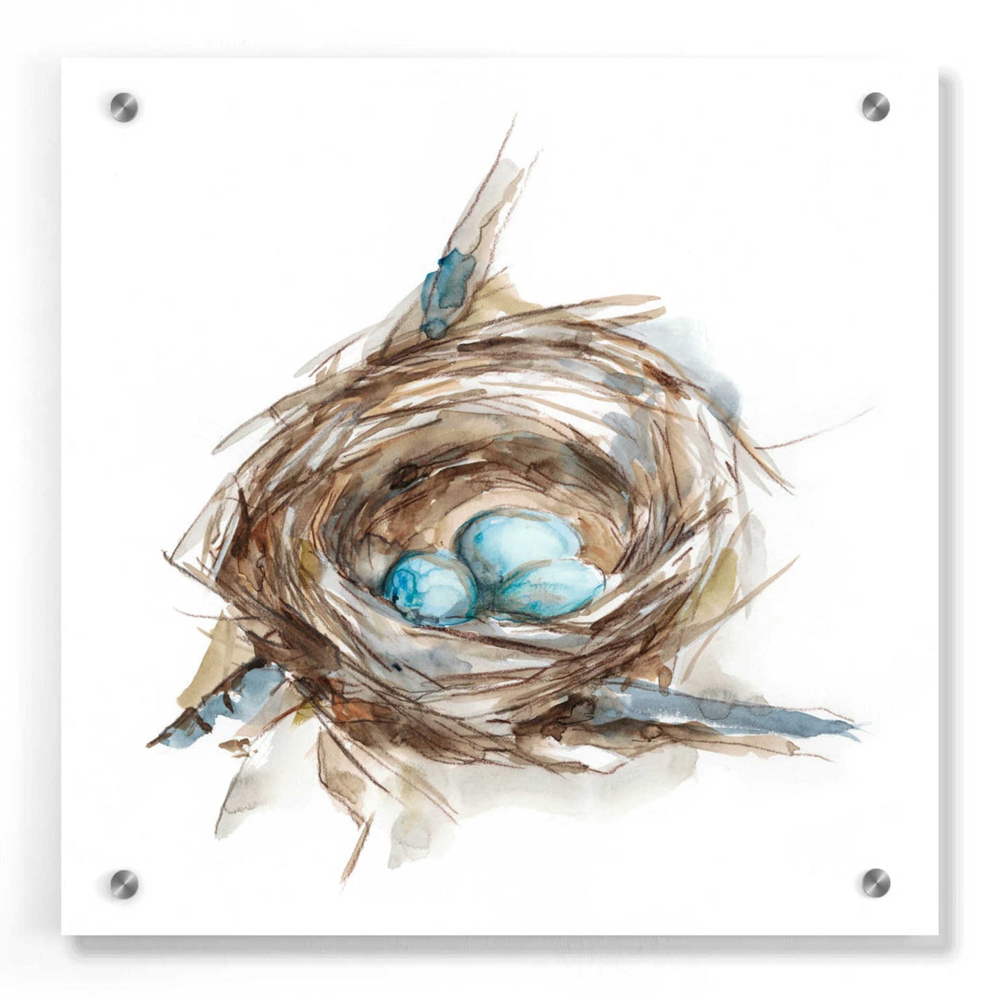 Epic Art 'Bird Nest Study II' by Ethan Harper, Acrylic Glass Wall Art,36x36