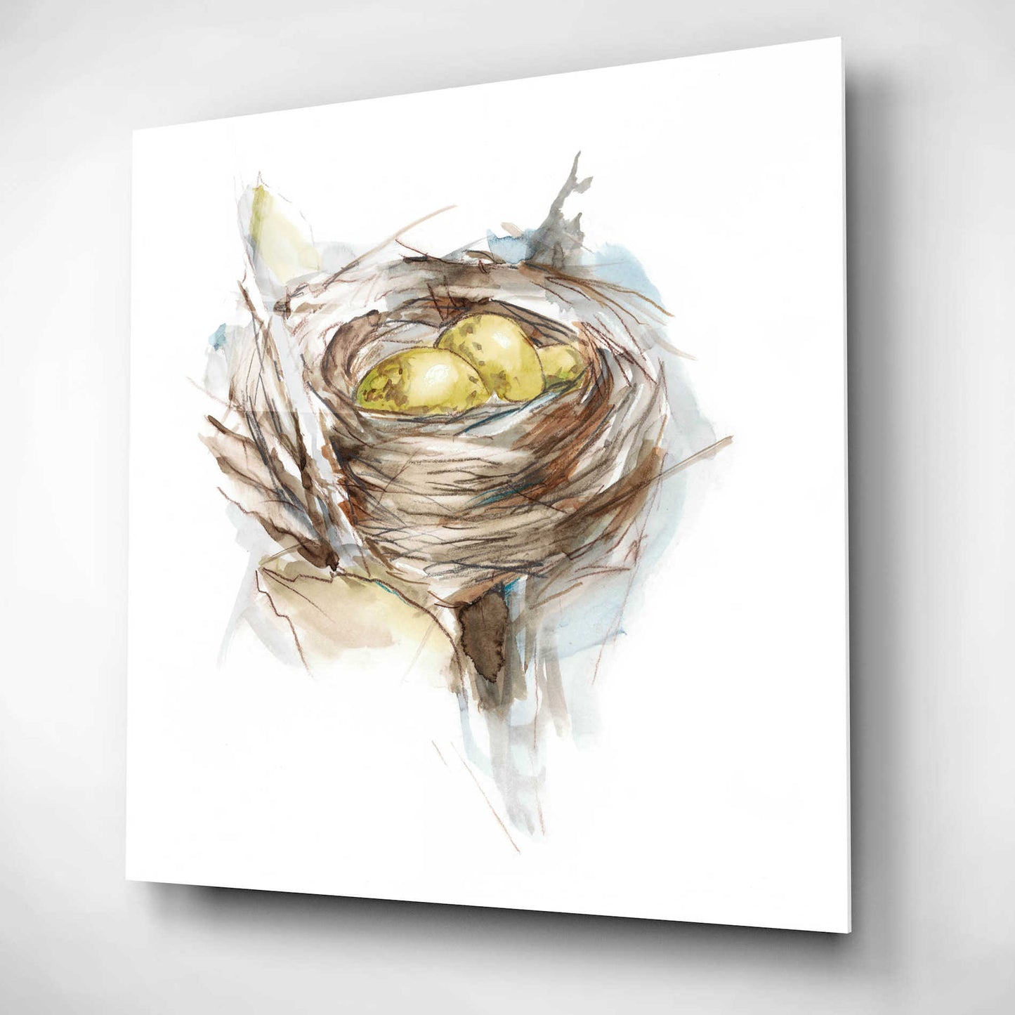 Epic Art 'Bird Nest Study III' by Ethan Harper, Acrylic Glass Wall Art,12x12