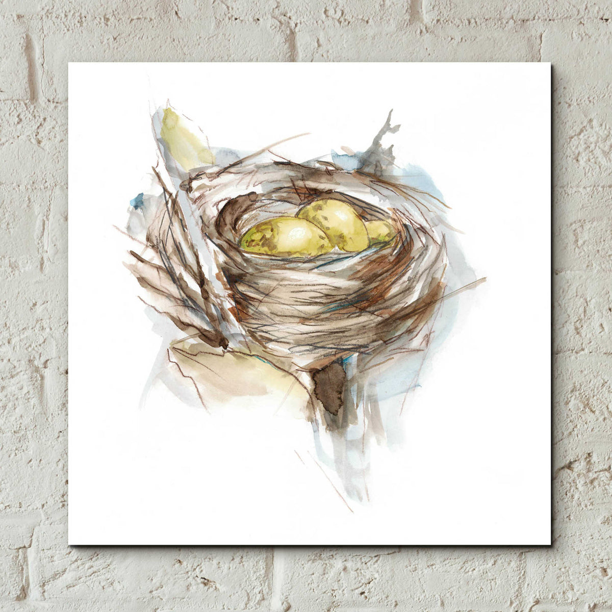 Epic Art 'Bird Nest Study III' by Ethan Harper, Acrylic Glass Wall Art,12x12