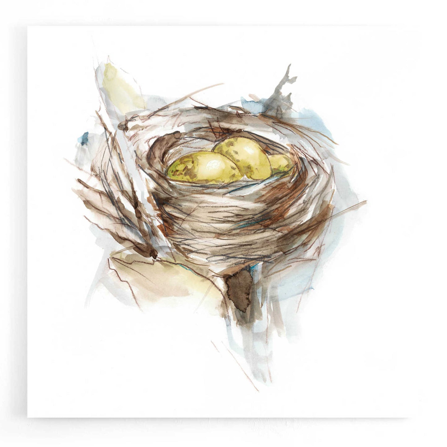 Epic Art 'Bird Nest Study III' by Ethan Harper, Acrylic Glass Wall Art,12x12