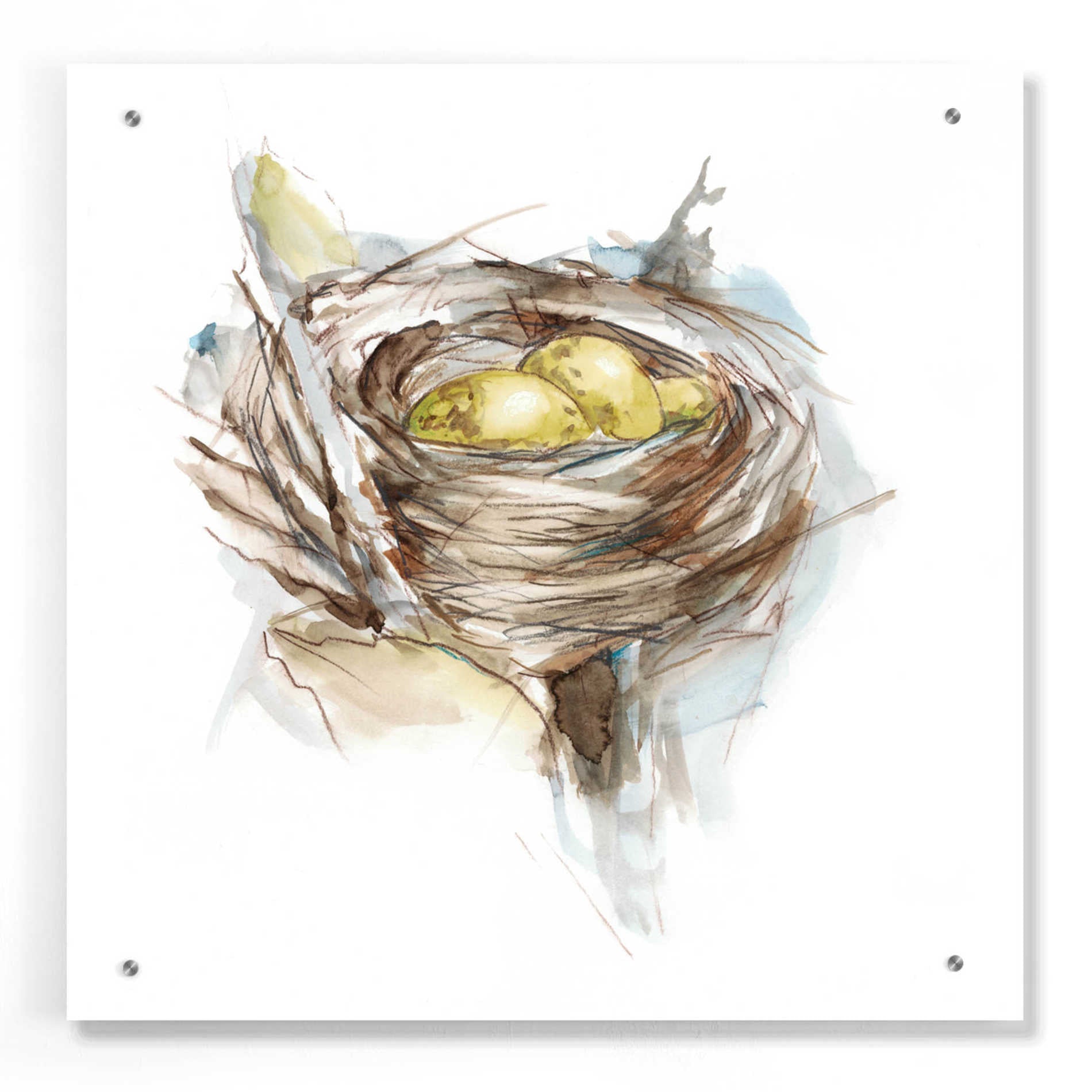 Epic Art 'Bird Nest Study III' by Ethan Harper, Acrylic Glass Wall Art,24x24