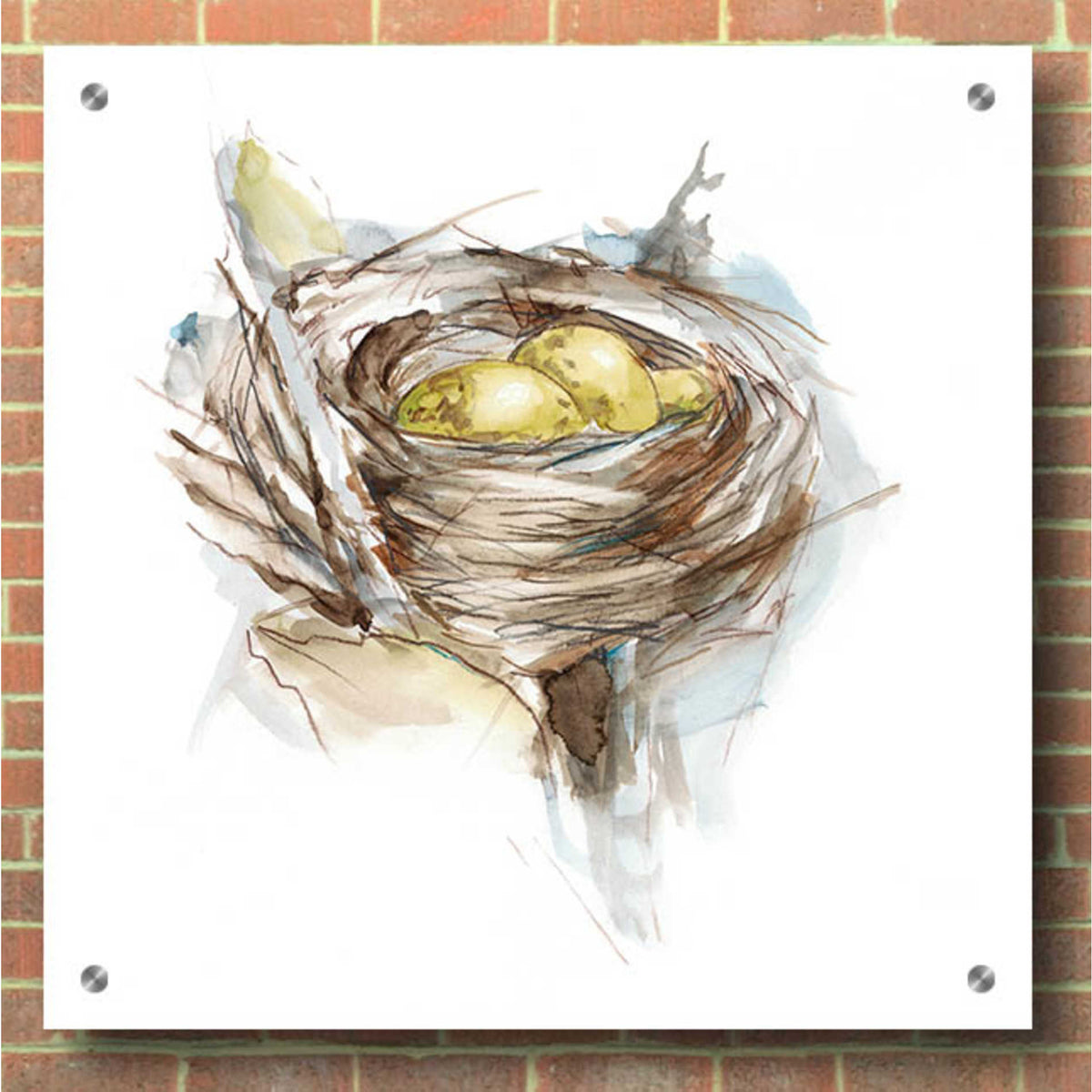 Epic Art 'Bird Nest Study III' by Ethan Harper, Acrylic Glass Wall Art,36x36