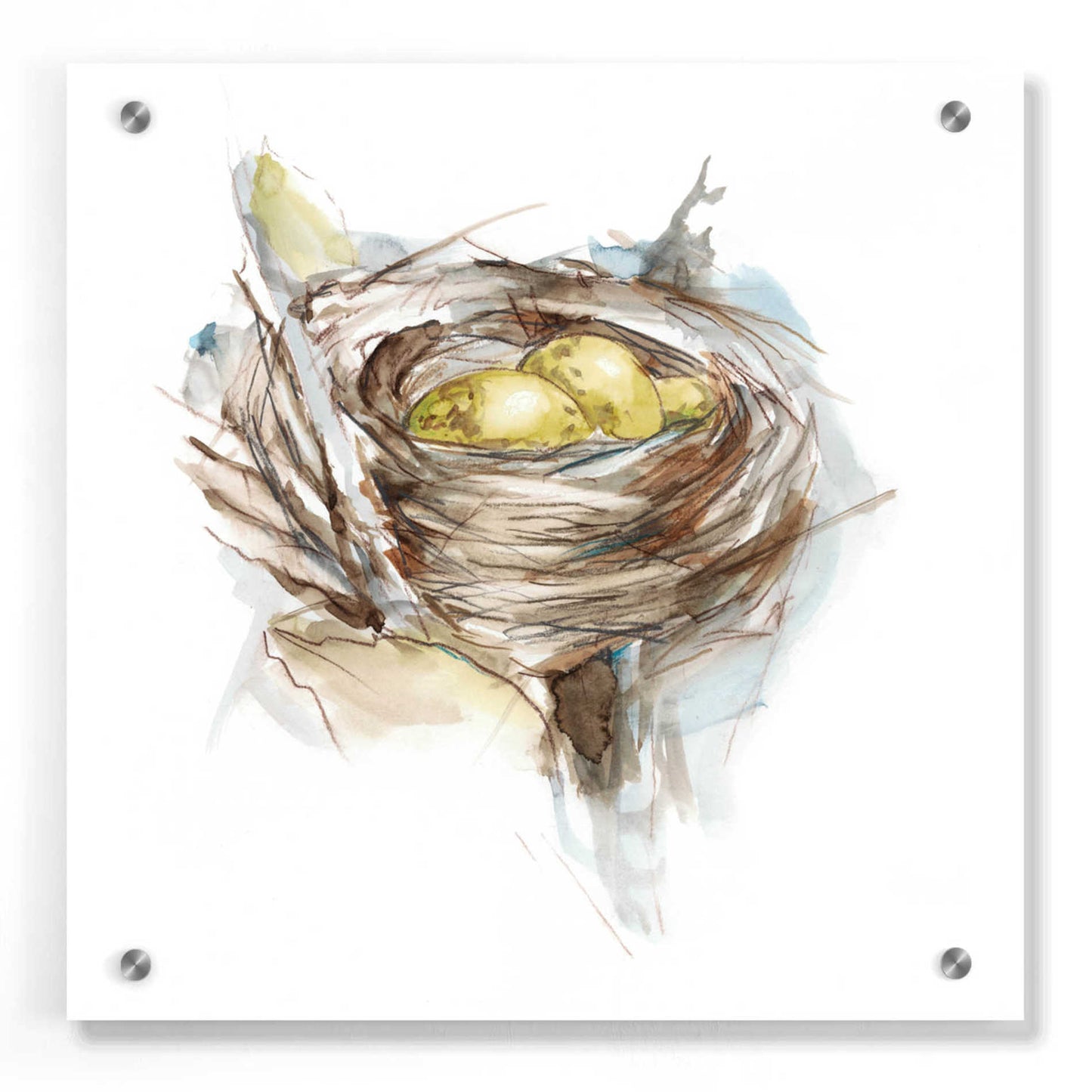 Epic Art 'Bird Nest Study III' by Ethan Harper, Acrylic Glass Wall Art,36x36