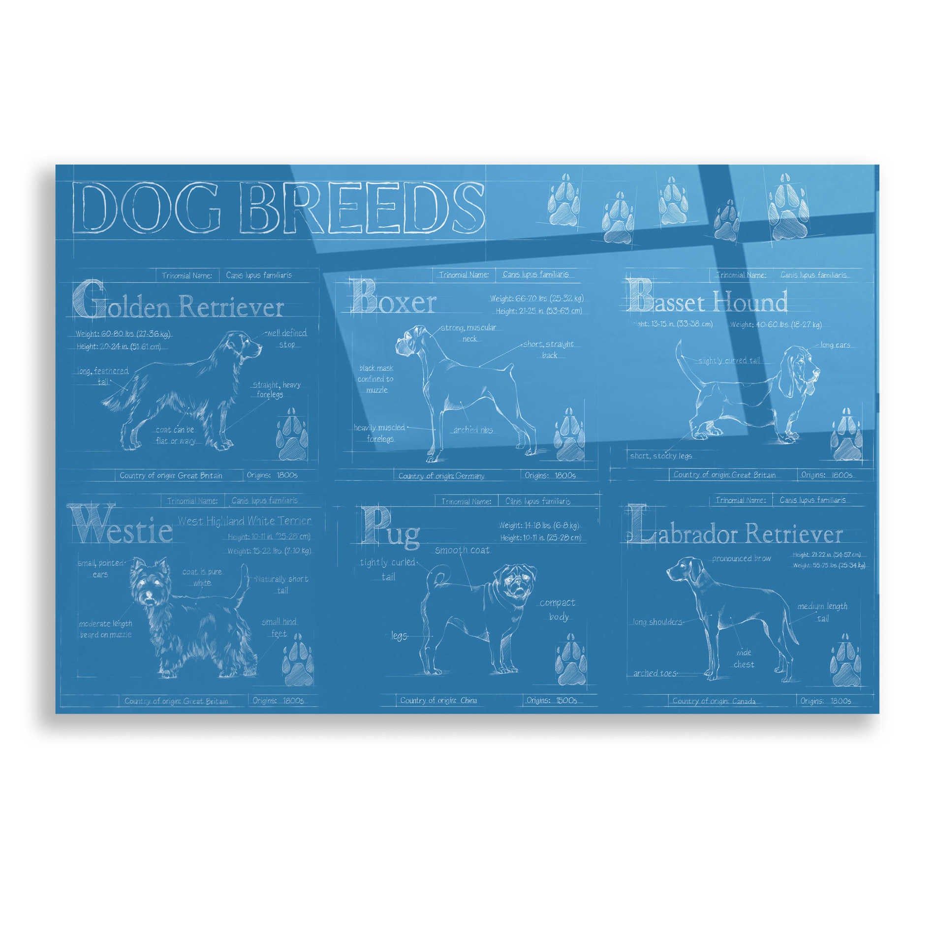 Epic Art 'Dog Breeds Infograph' by Ethan Harper, Acrylic Glass Wall Art,16x12