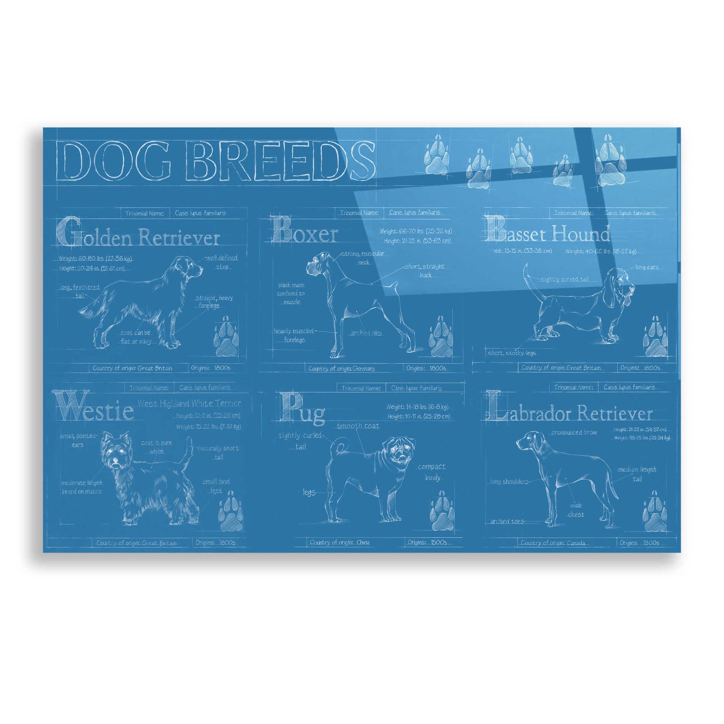 Epic Art 'Dog Breeds Infograph' by Ethan Harper, Acrylic Glass Wall Art,24x16