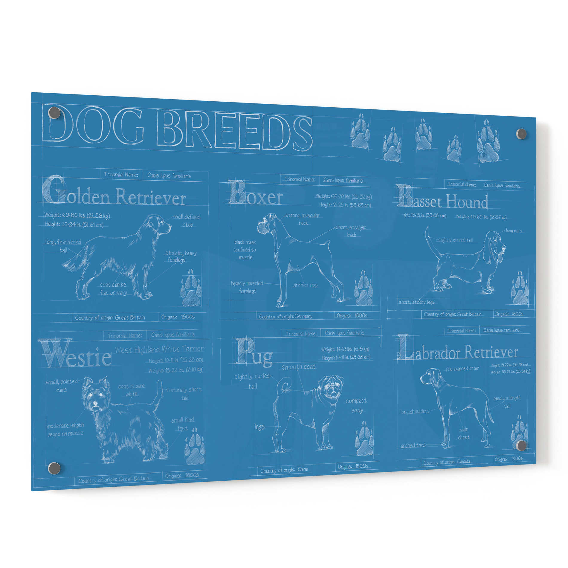 Epic Art 'Dog Breeds Infograph' by Ethan Harper, Acrylic Glass Wall Art,36x24
