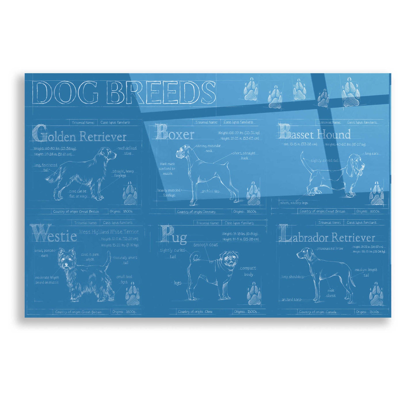 Epic Art 'Dog Breeds Infograph' by Ethan Harper, Acrylic Glass Wall Art