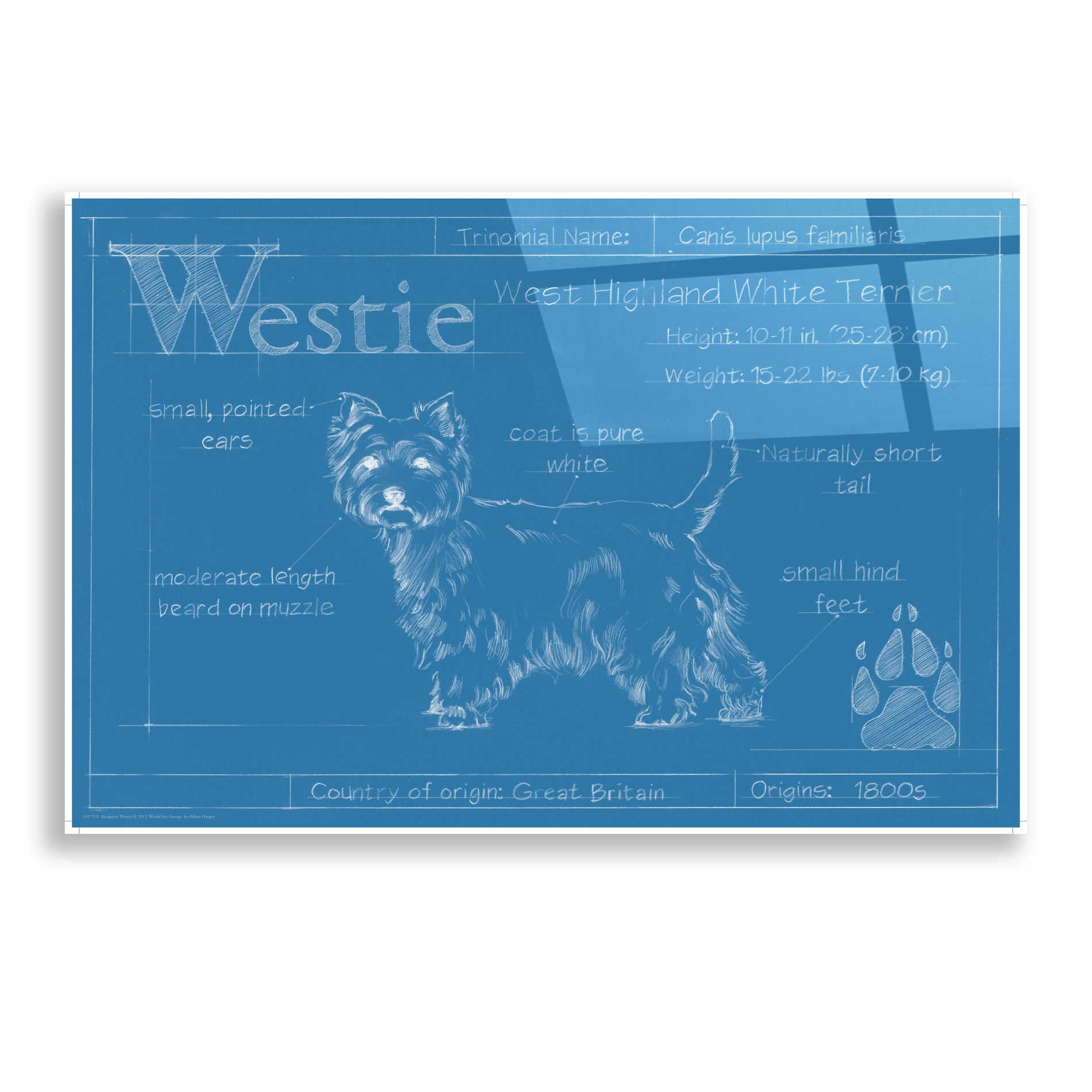 Epic Art 'Blueprint Westie' by Ethan Harper, Acrylic Glass Wall Art,24x16