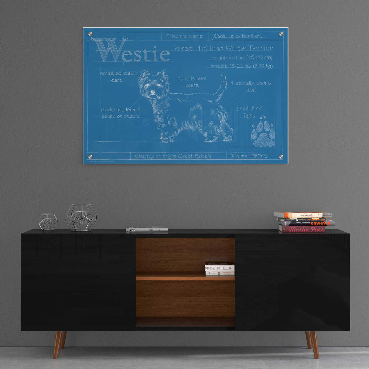Epic Art 'Blueprint Westie' by Ethan Harper, Acrylic Glass Wall Art,36x24