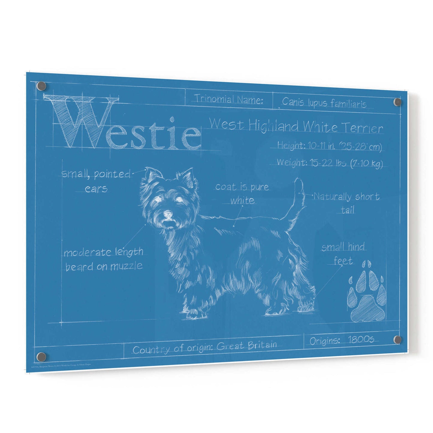Epic Art 'Blueprint Westie' by Ethan Harper, Acrylic Glass Wall Art,36x24