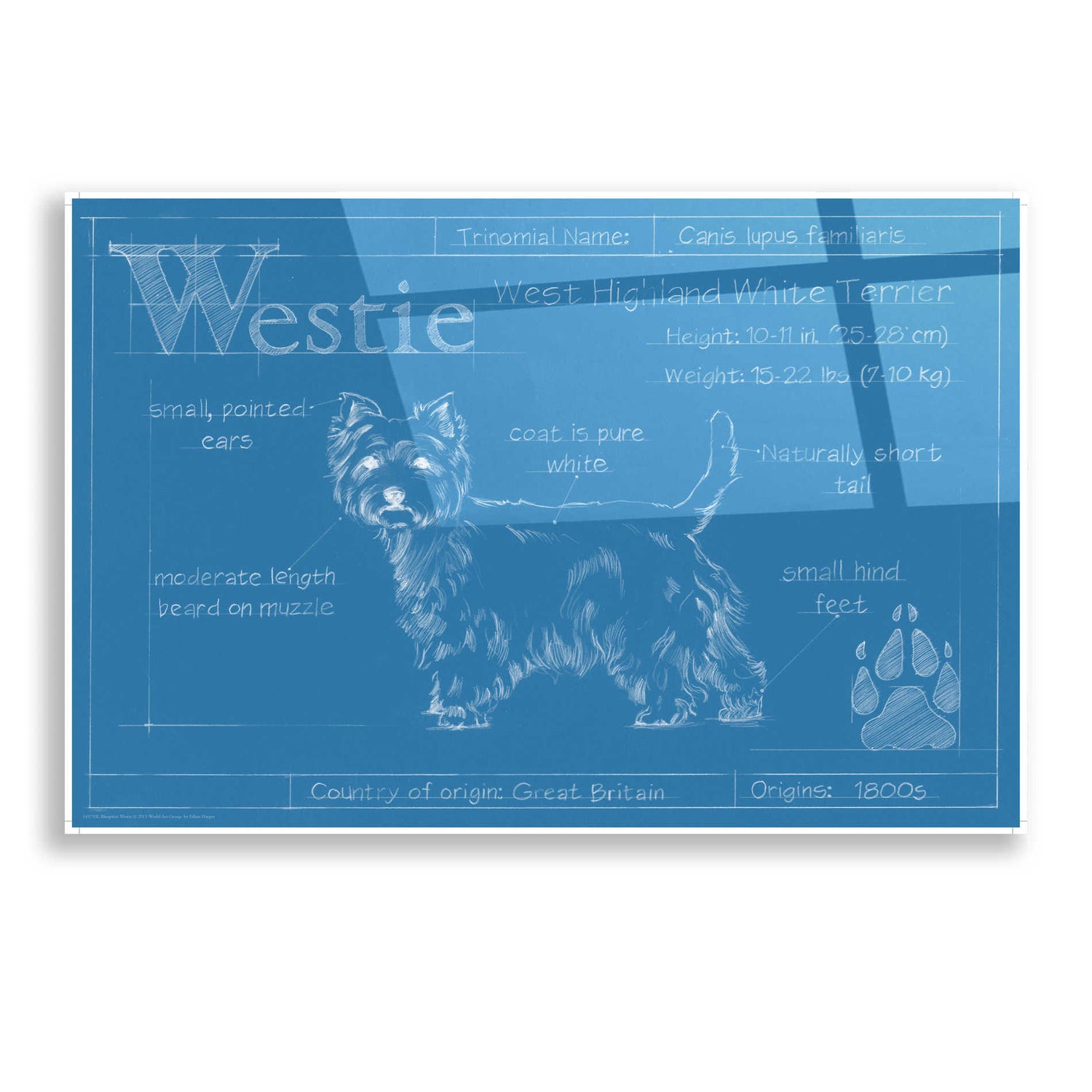 Epic Art 'Blueprint Westie' by Ethan Harper, Acrylic Glass Wall Art