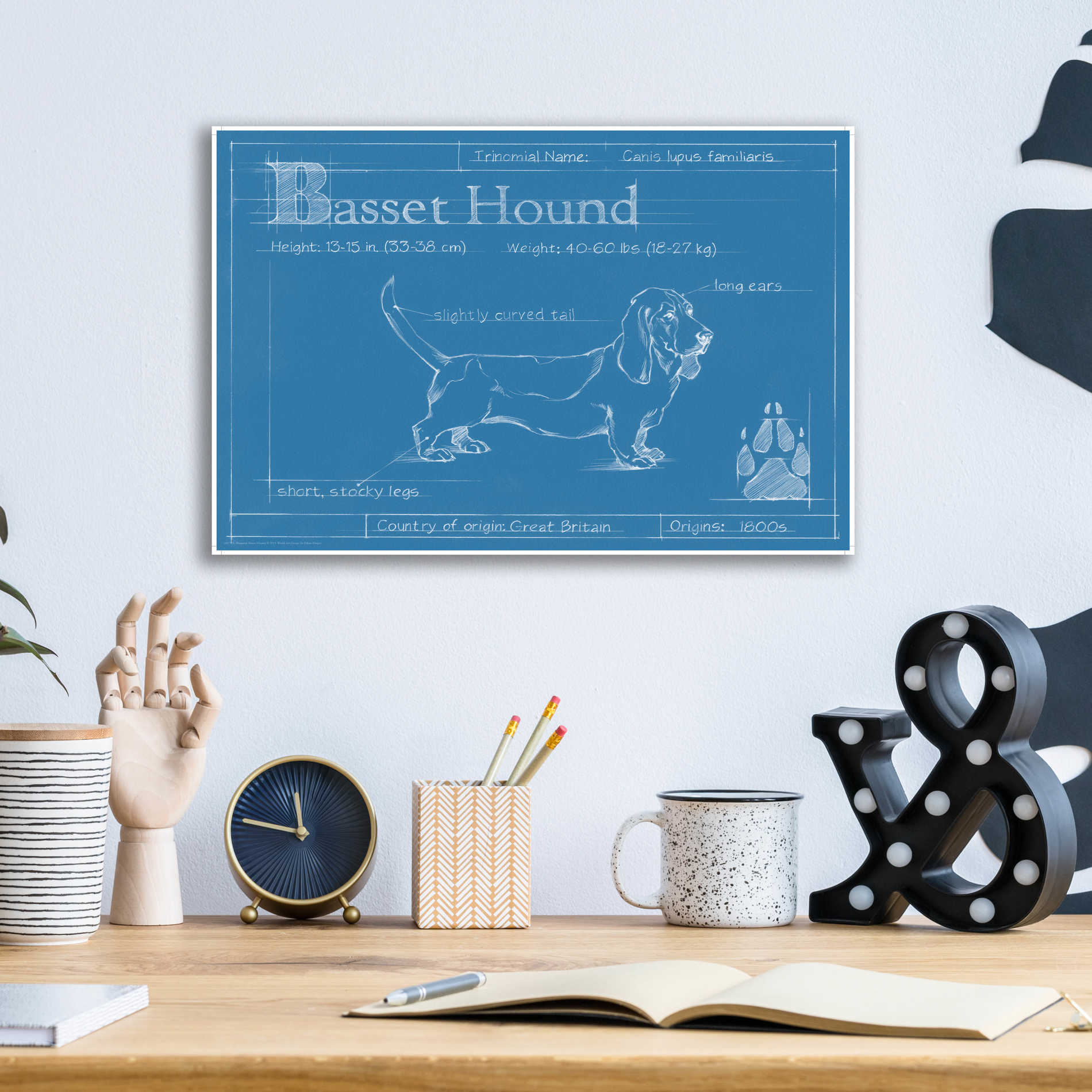 Epic Art 'Blueprint Basset Hound' by Ethan Harper, Acrylic Glass Wall Art,16x12