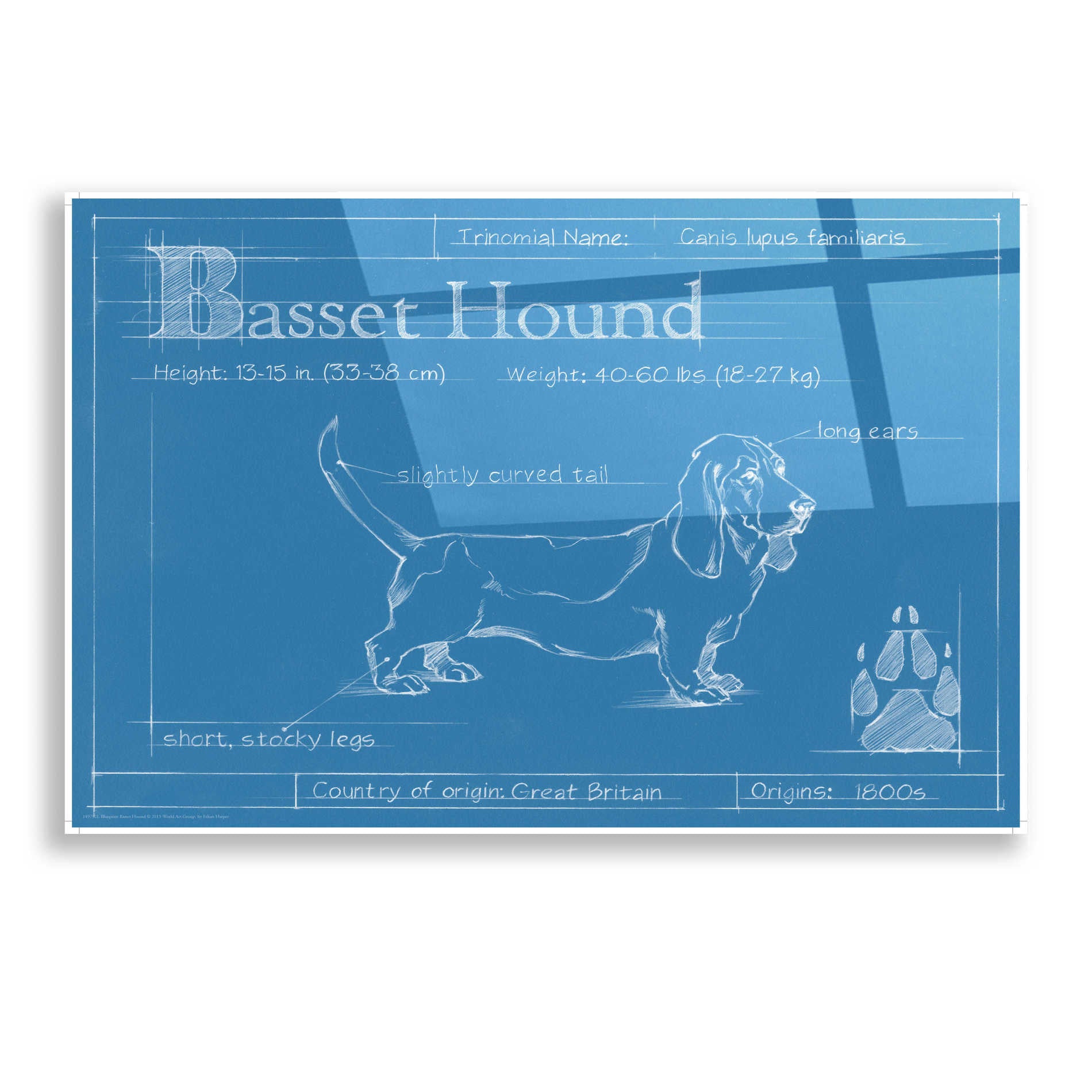 Epic Art 'Blueprint Basset Hound' by Ethan Harper, Acrylic Glass Wall Art,16x12